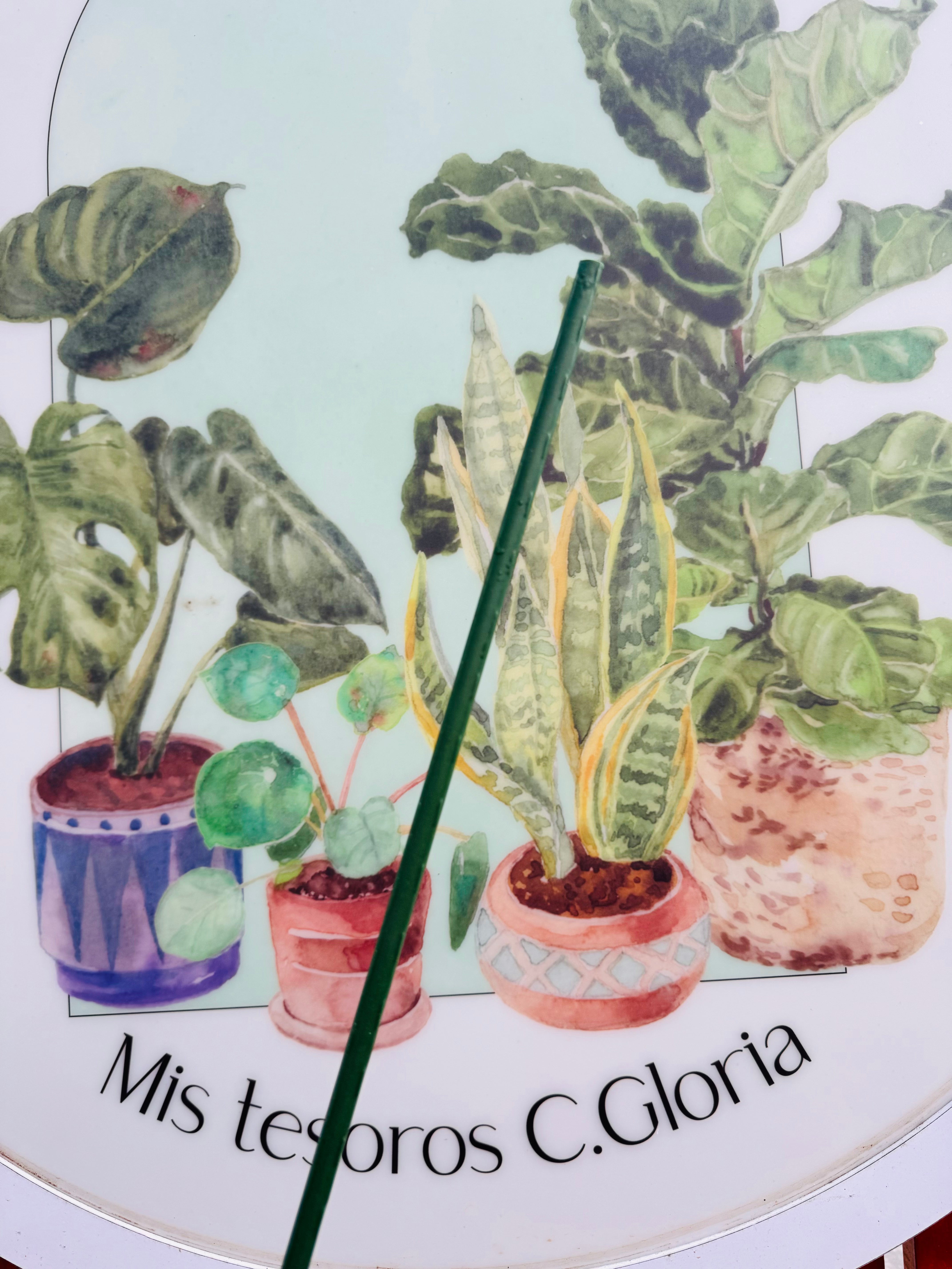 Vivero Mis Tesoros C Gloria