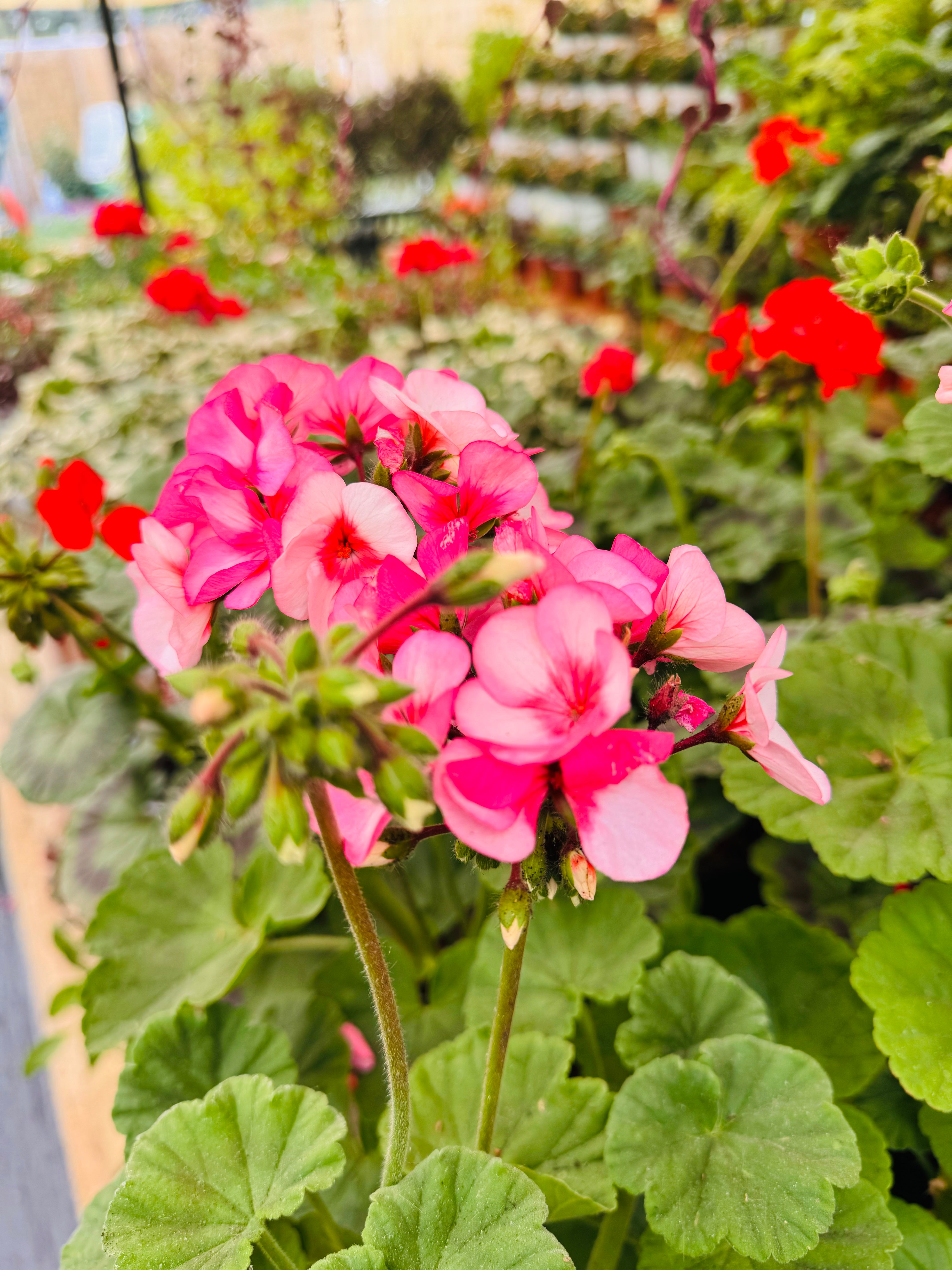 Vivero Mis Tesoros C Gloria
