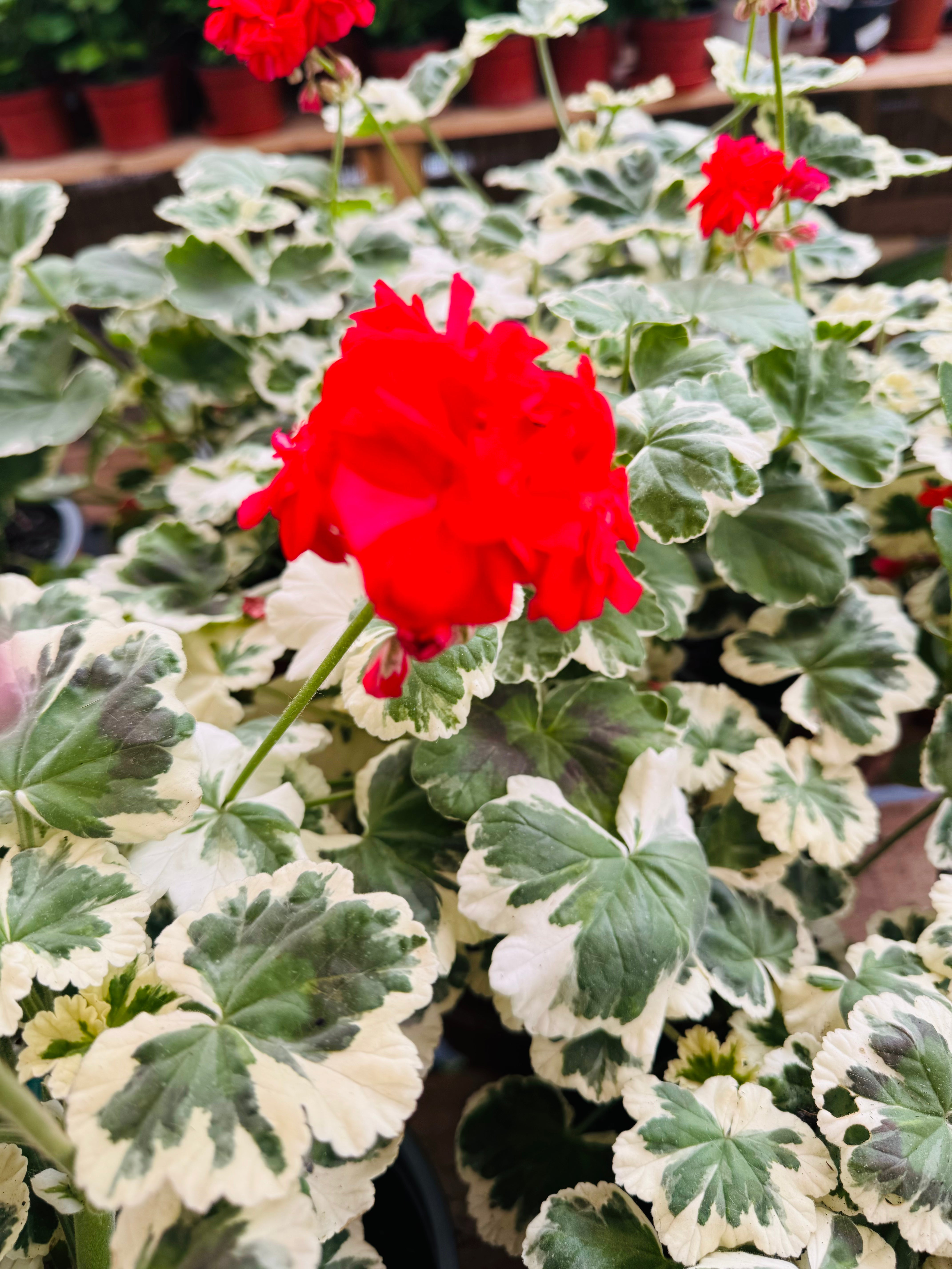 Vivero Mis Tesoros C Gloria