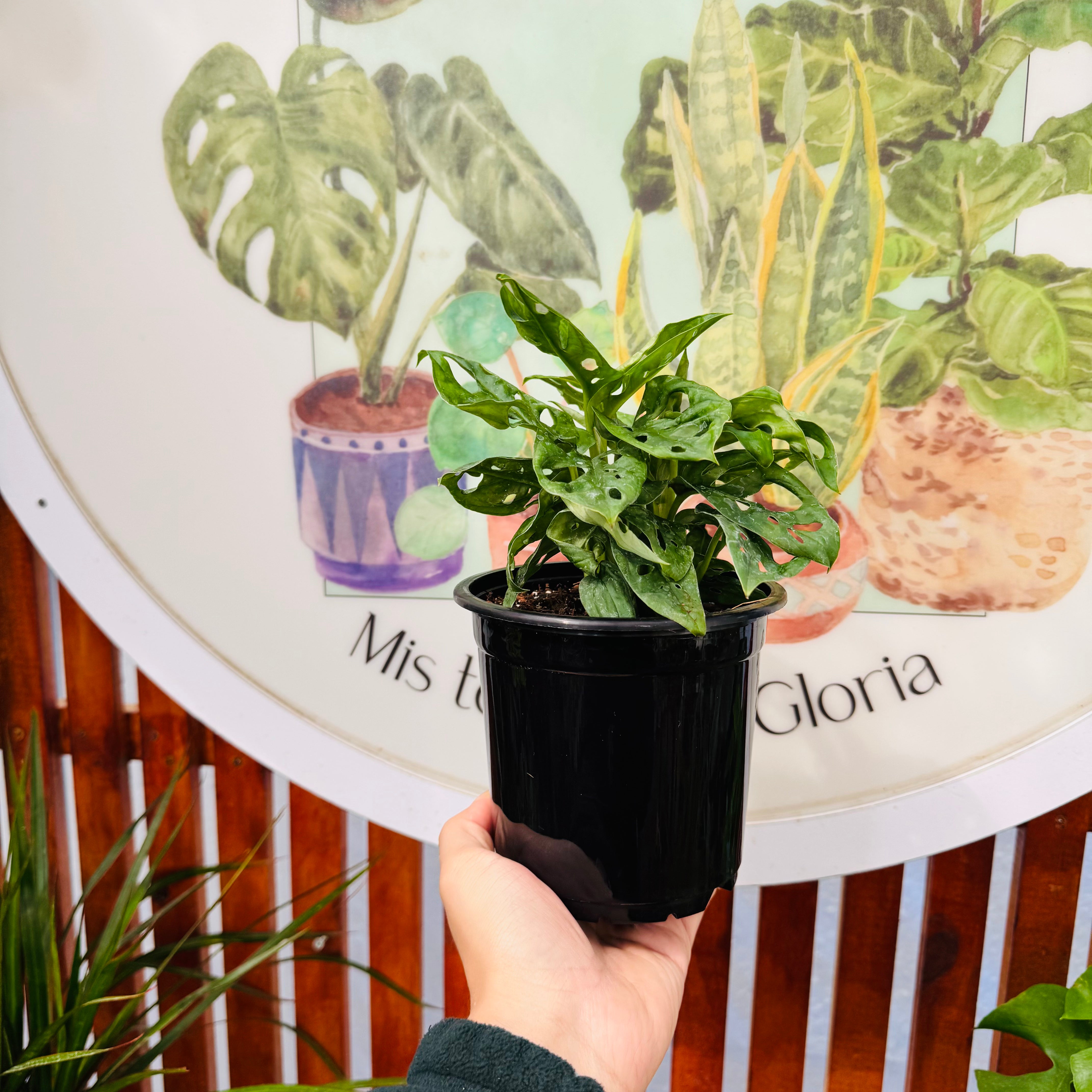 Monstera Friedrichsthalii "Adansonnii Mini"