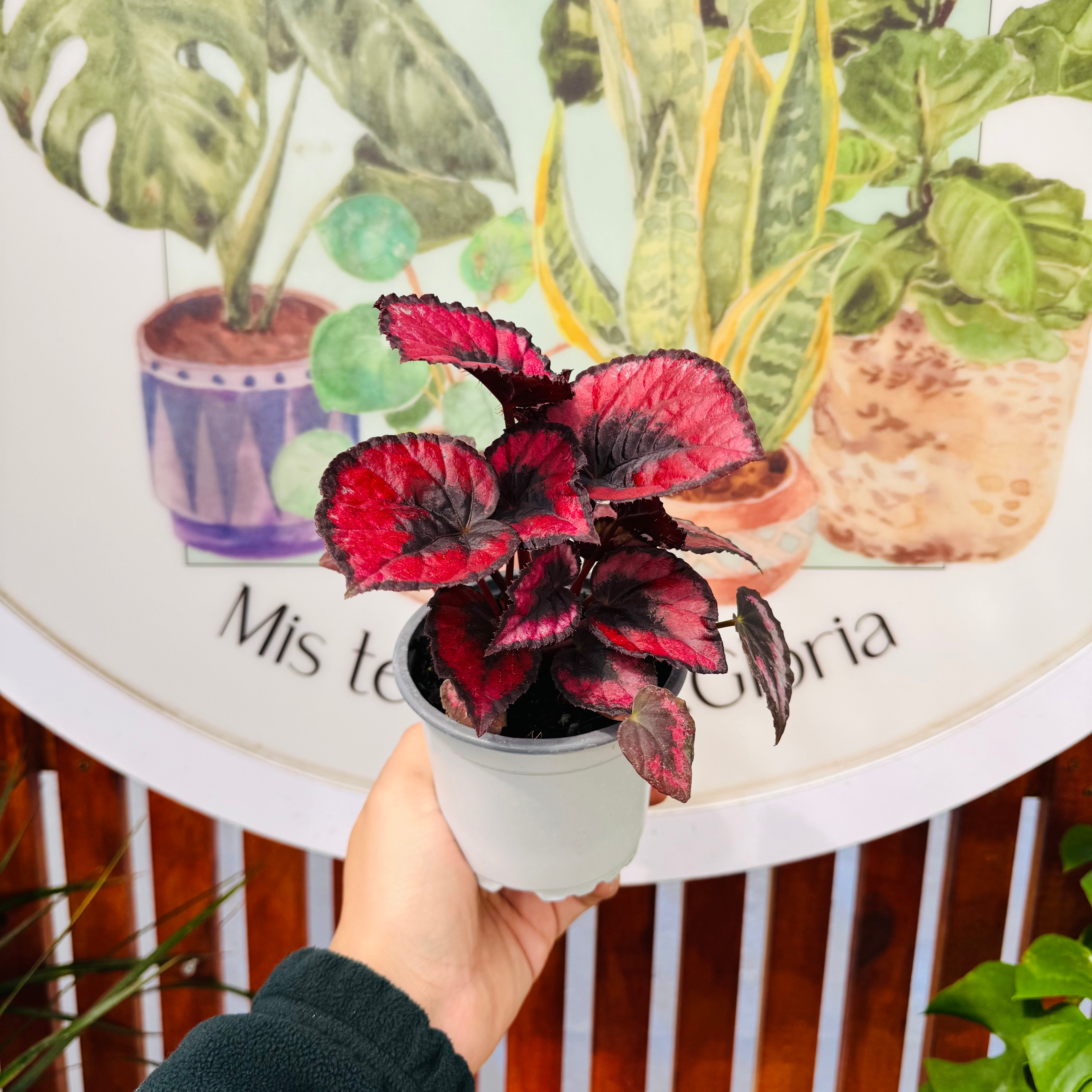 Vivero Mis Tesoros C Gloria