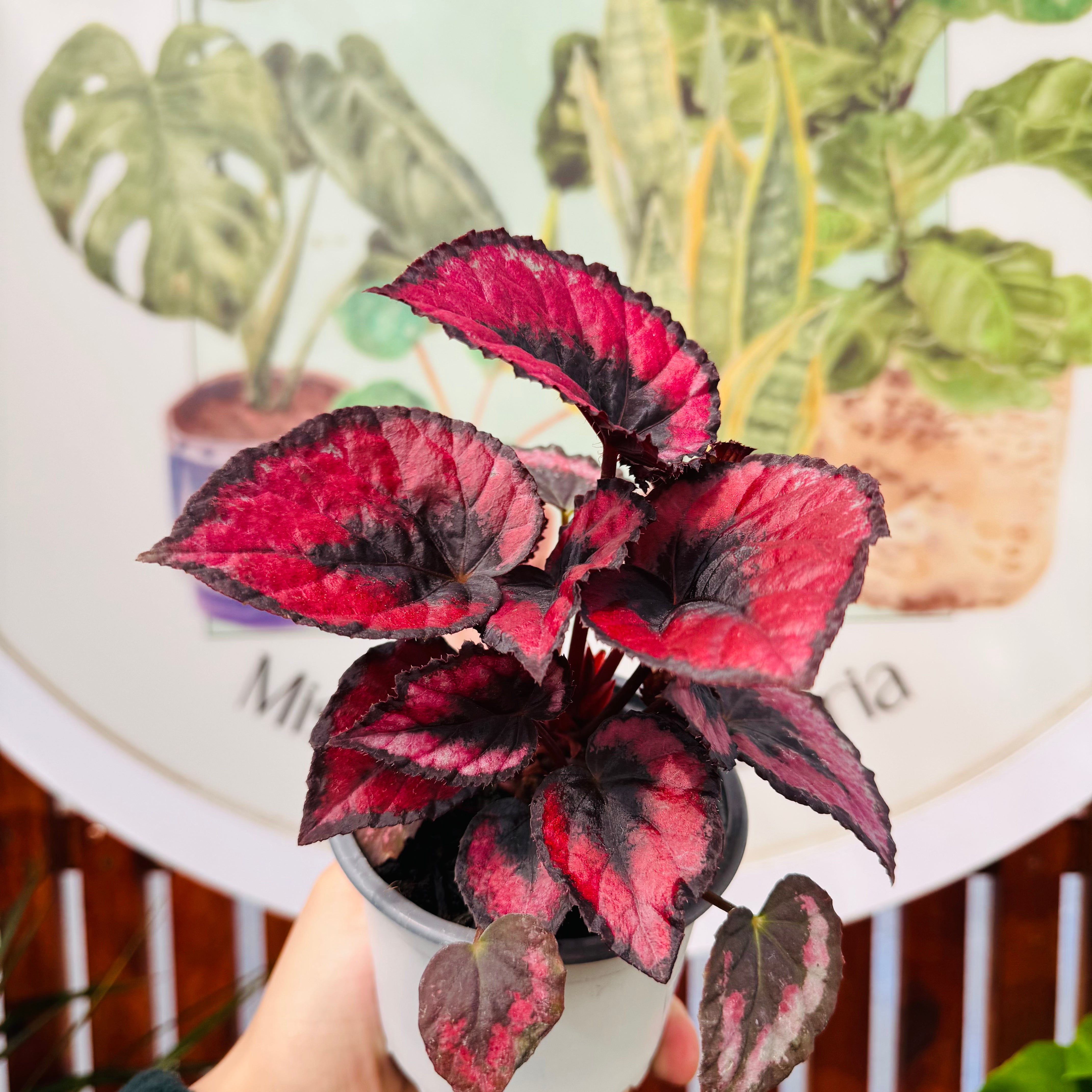 Begonia Red Kiss