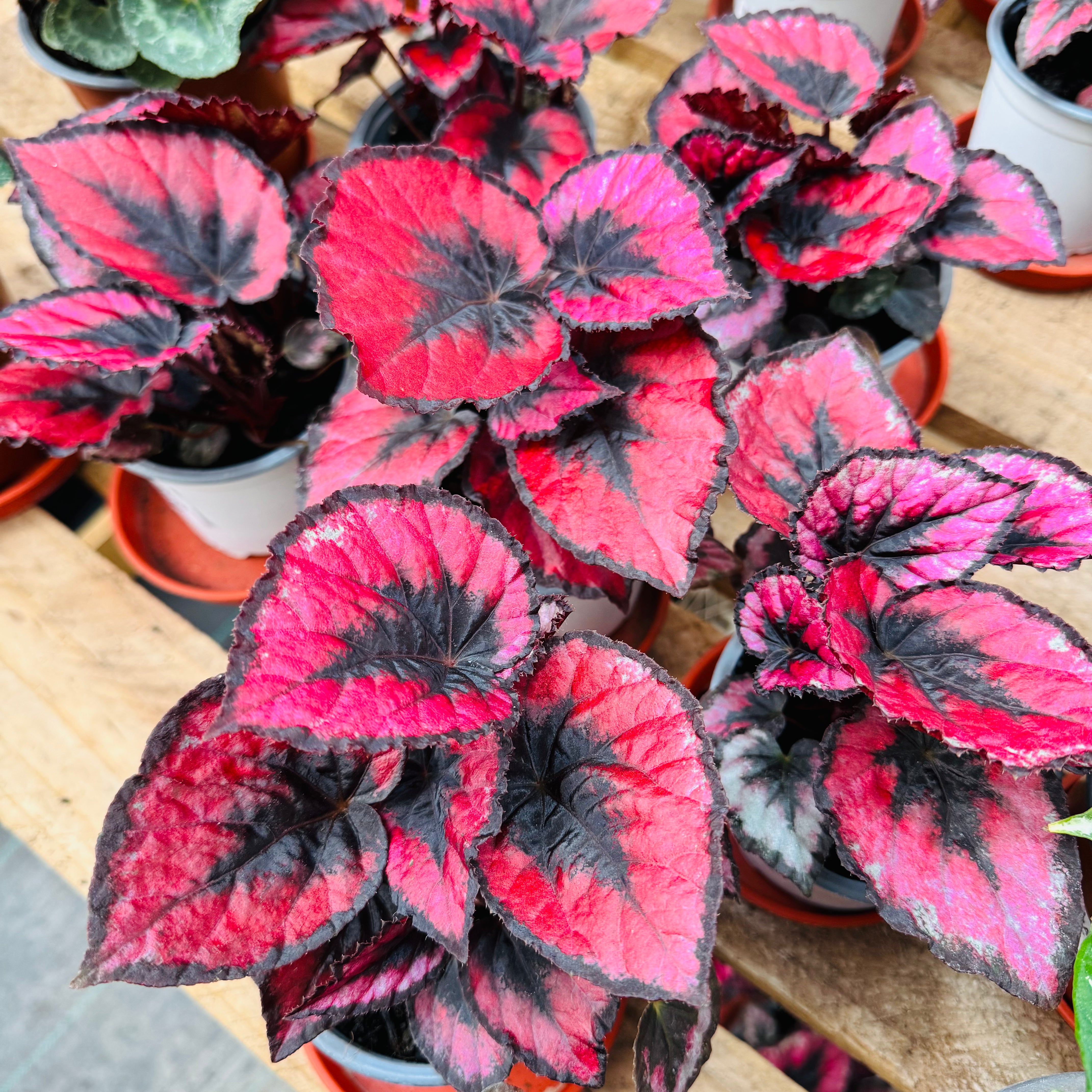 Vivero Mis Tesoros C Gloria