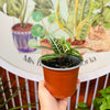 Aphelandra
