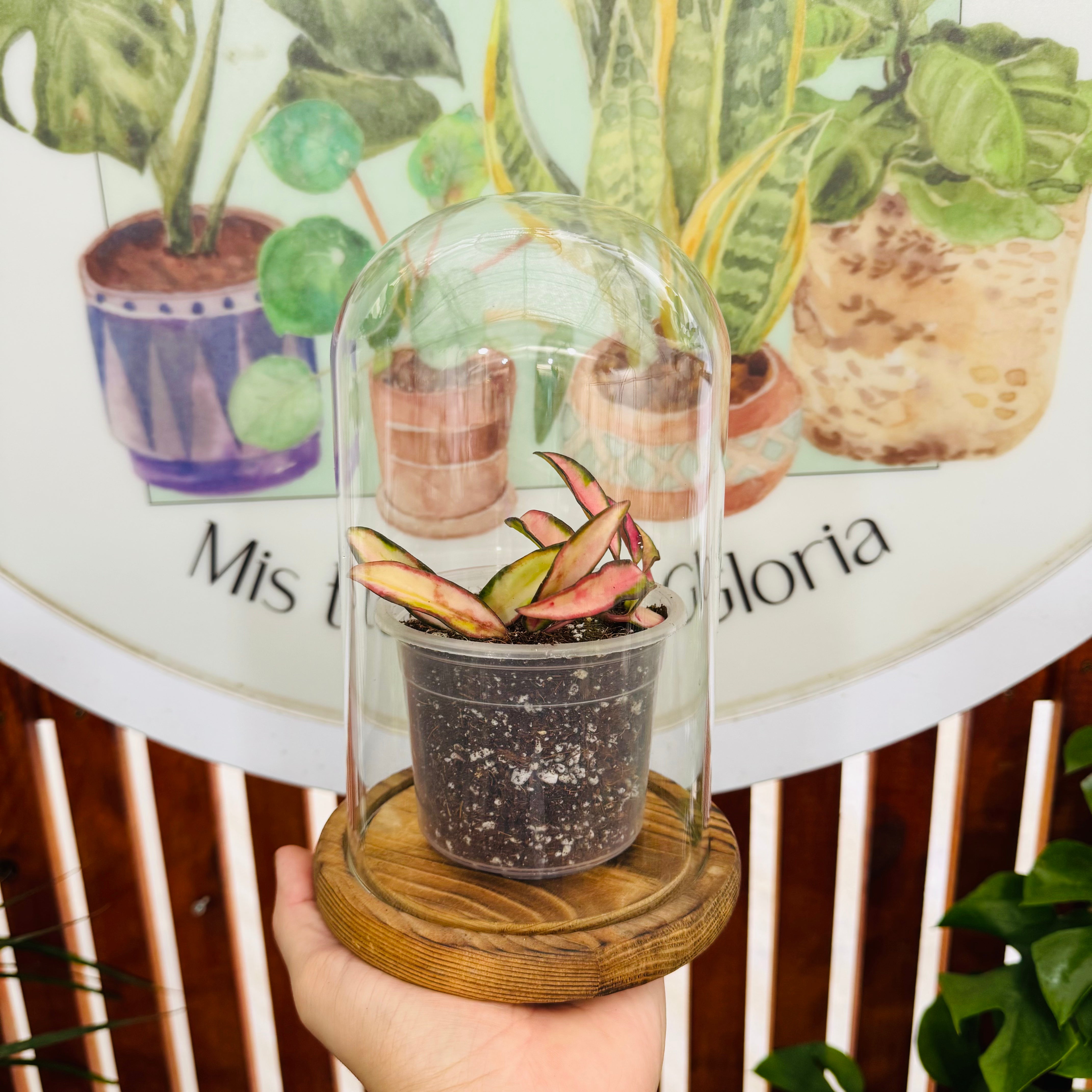 Cúpula de Cristal + Base de Madera