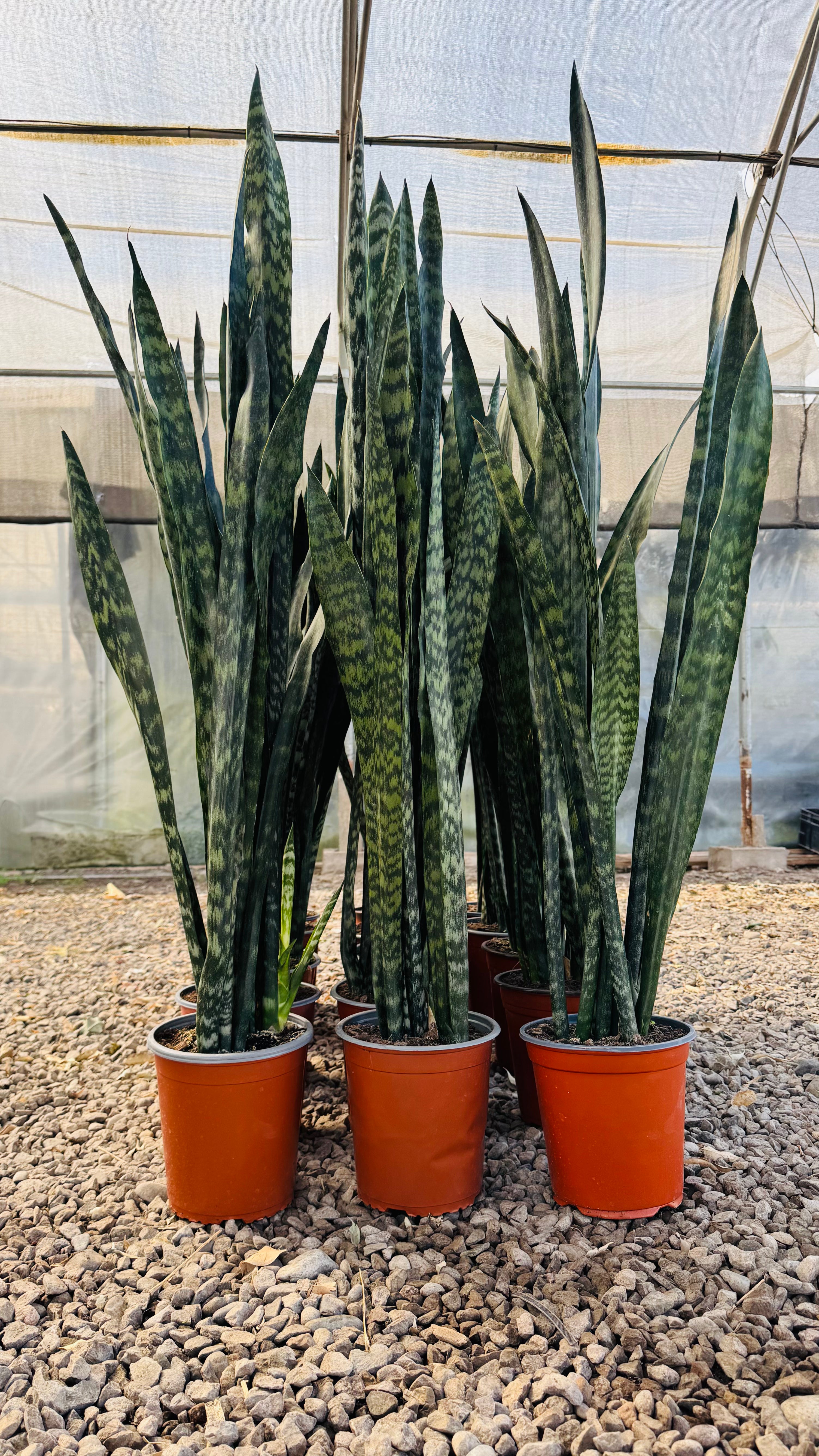 Vivero Mis Tesoros C Gloria