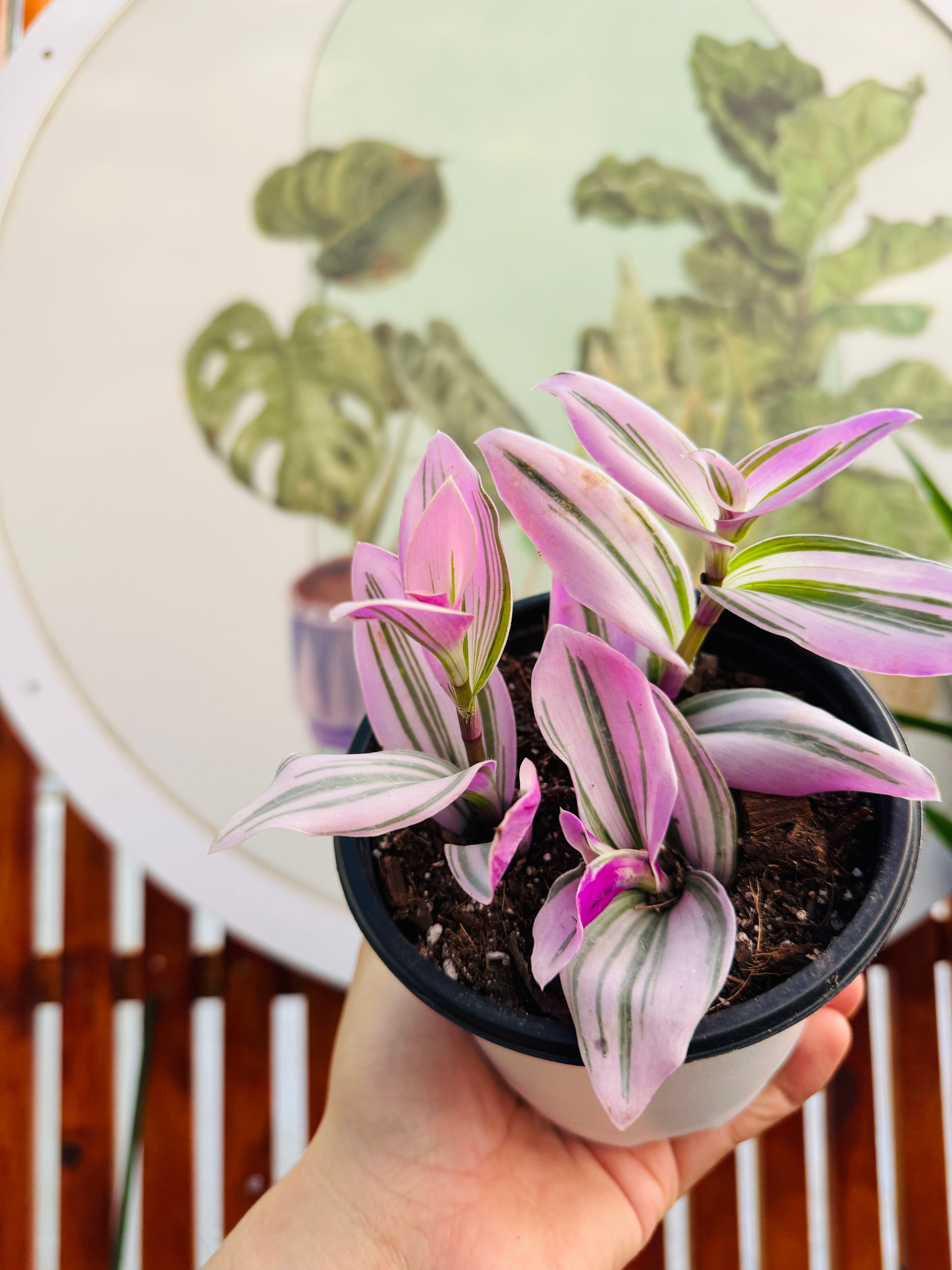 Tradescantia Nonouk Pink