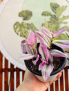 Tradeacantia Nonouk Pink