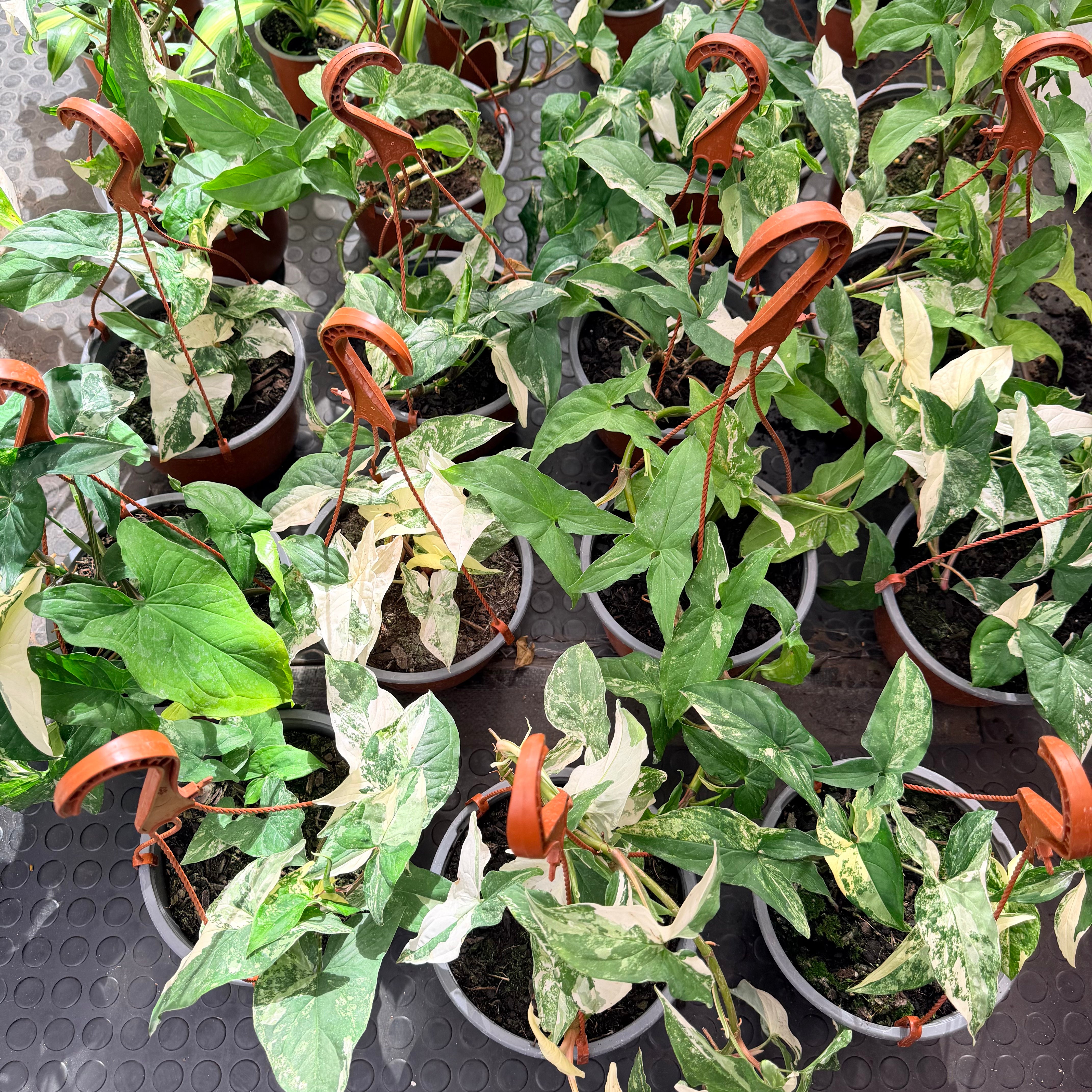 Vivero Mis Tesoros C Gloria