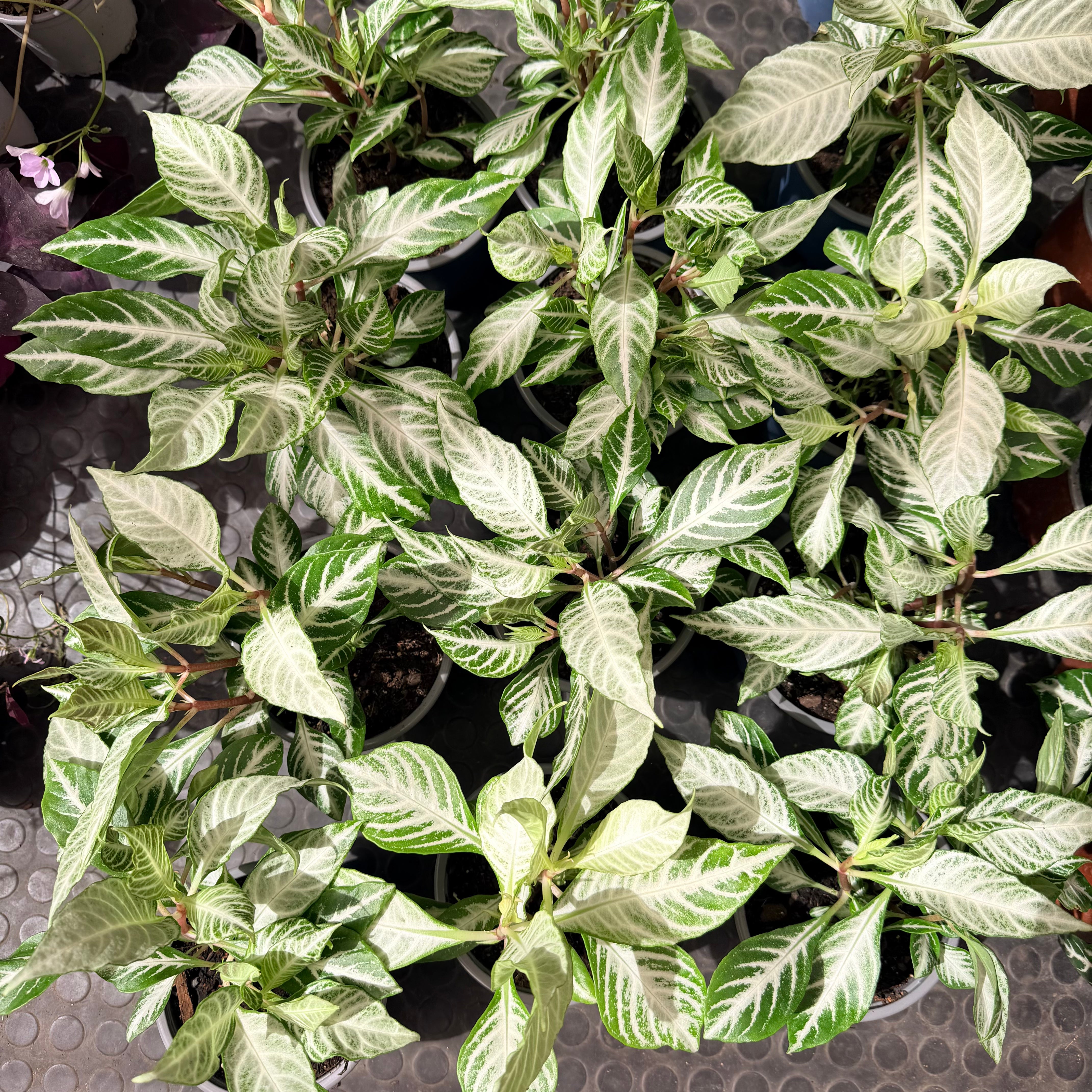 Vivero Mis Tesoros C Gloria