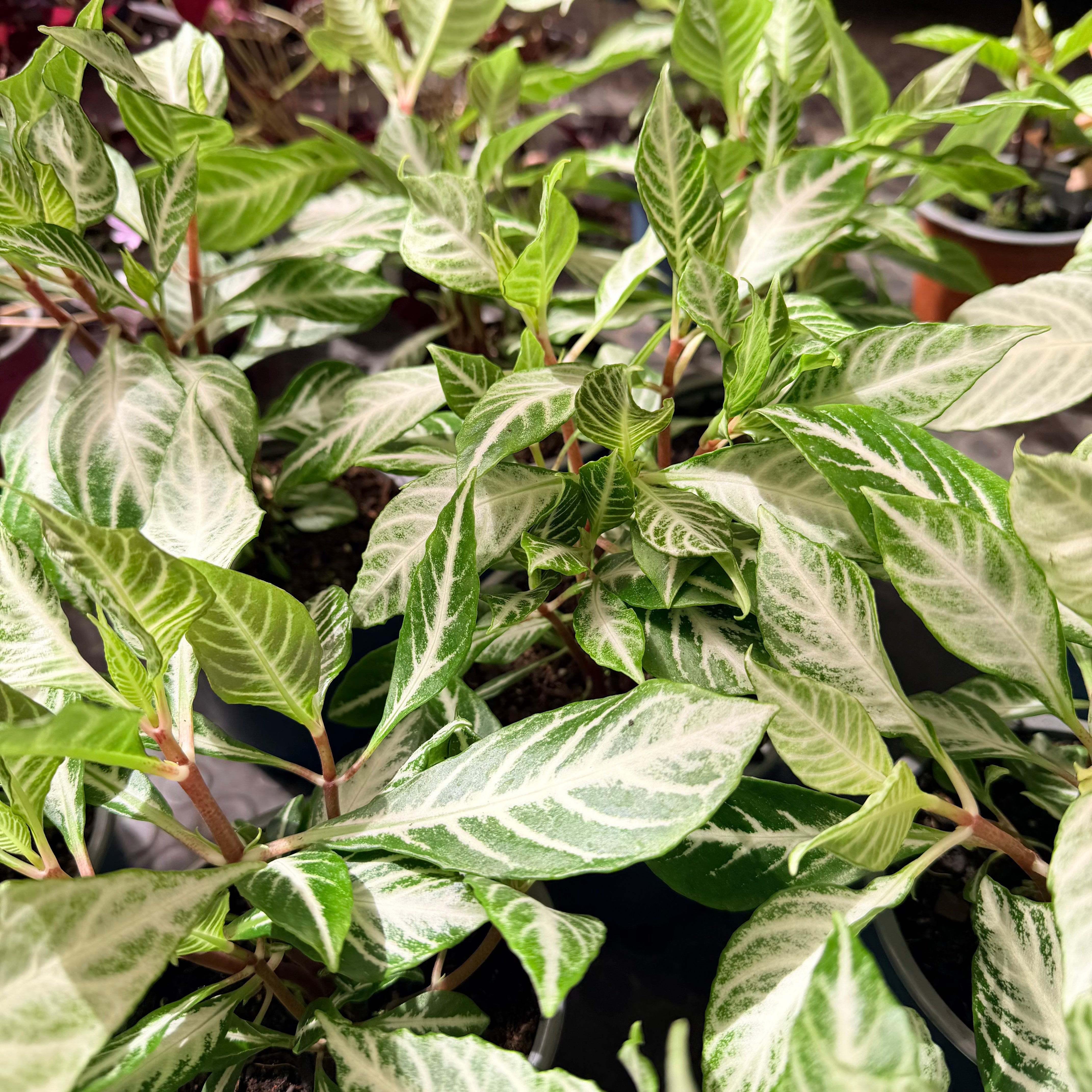 Vivero Mis Tesoros C Gloria