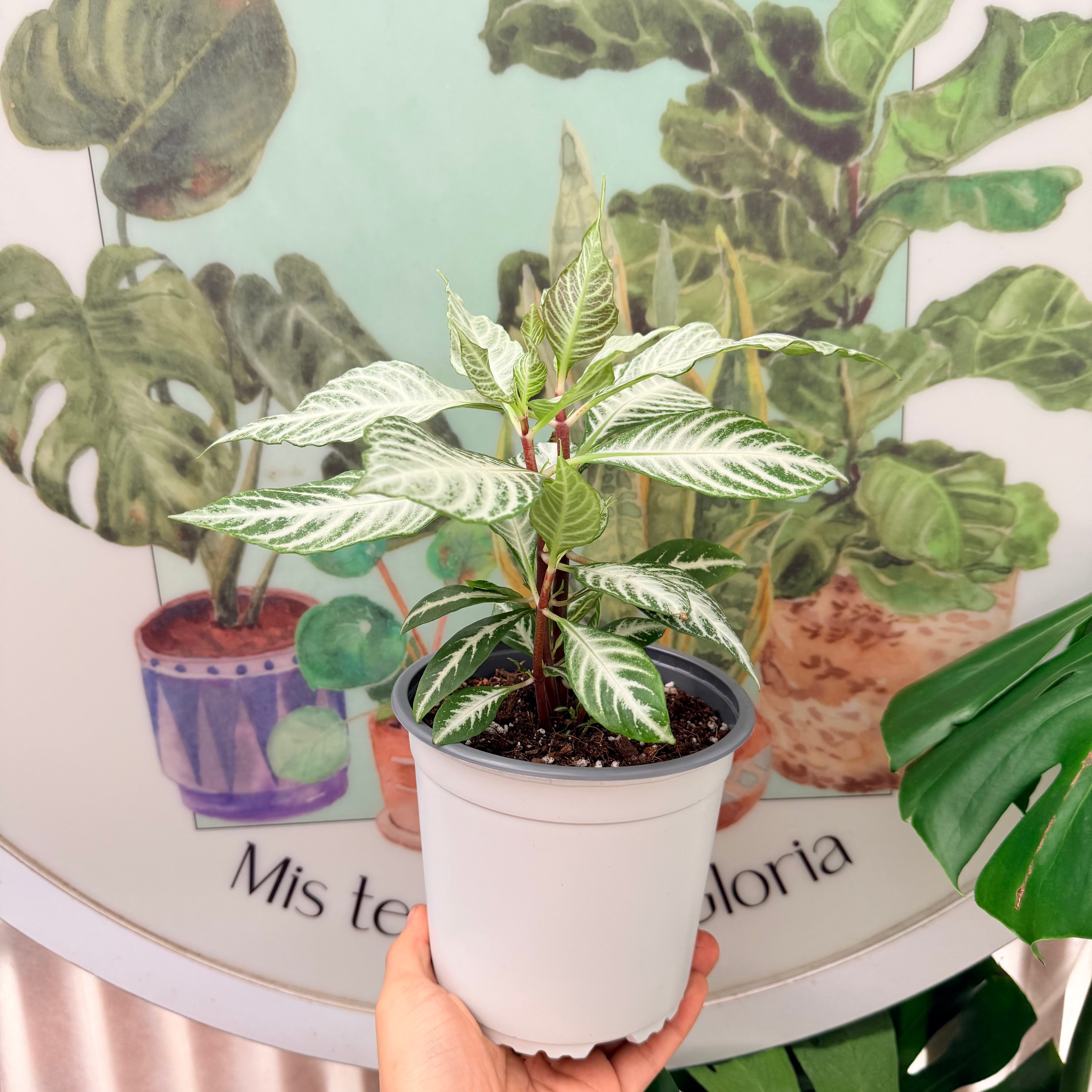 Aphelandra White Wash