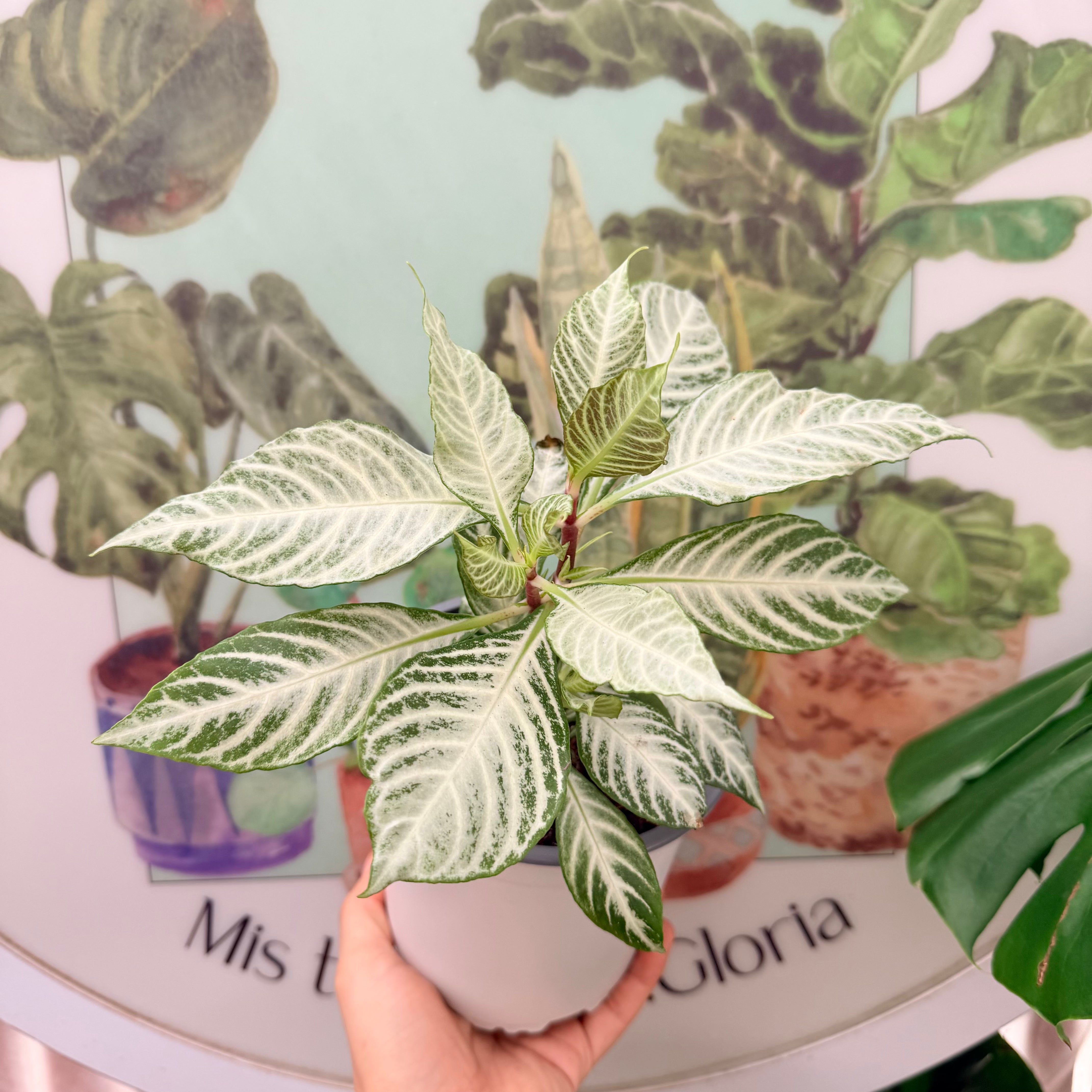 Vivero Mis Tesoros C Gloria