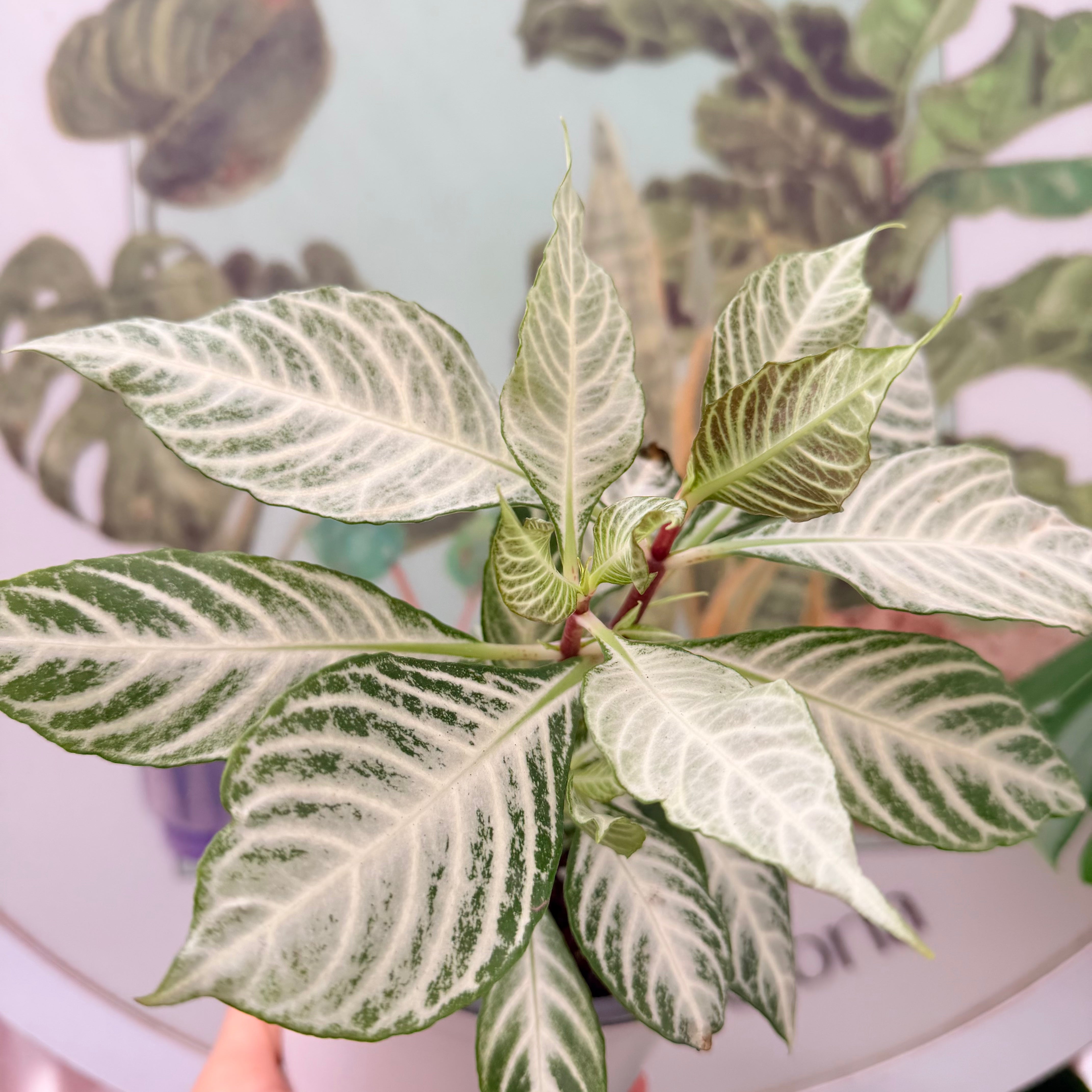 Vivero Mis Tesoros C Gloria