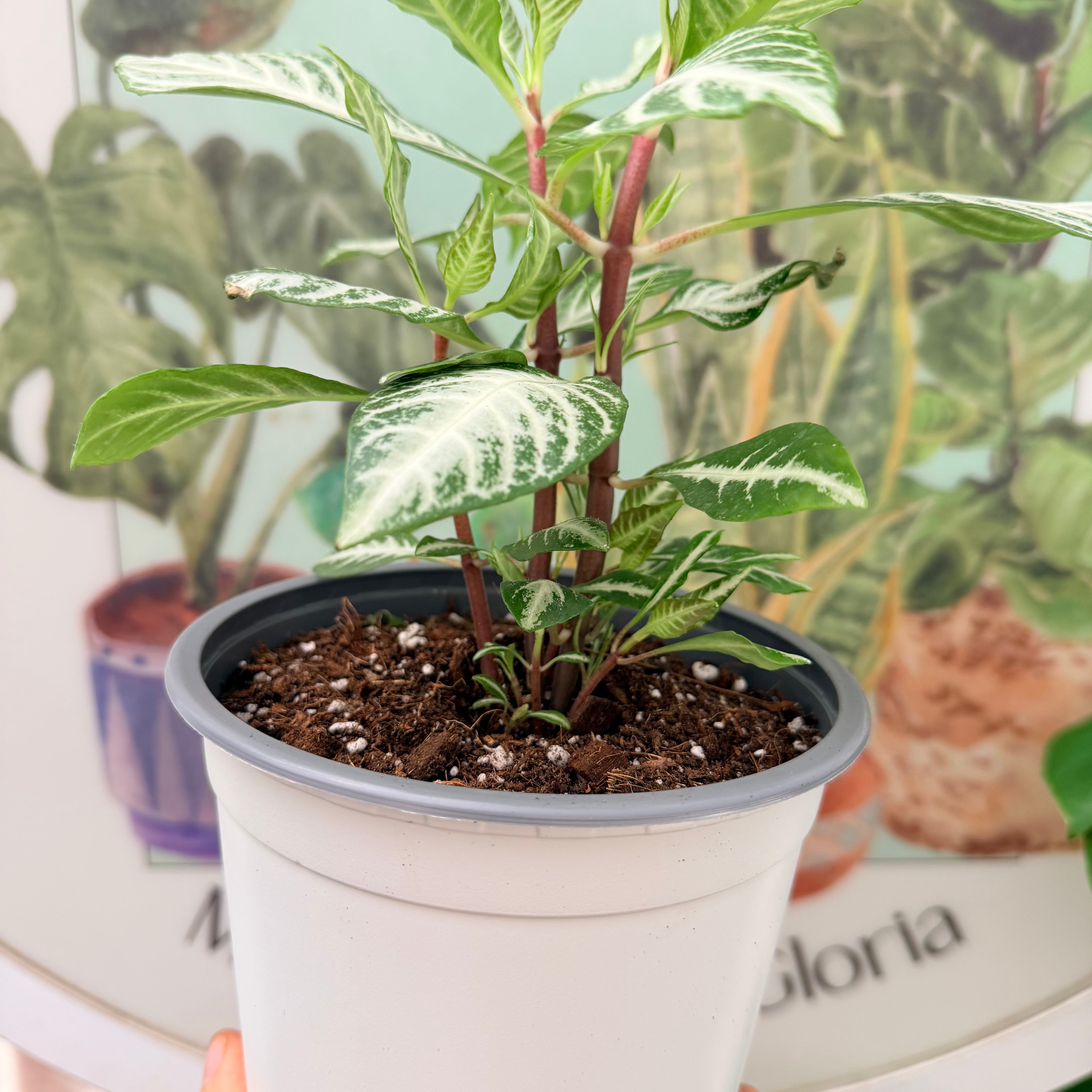 Vivero Mis Tesoros C Gloria