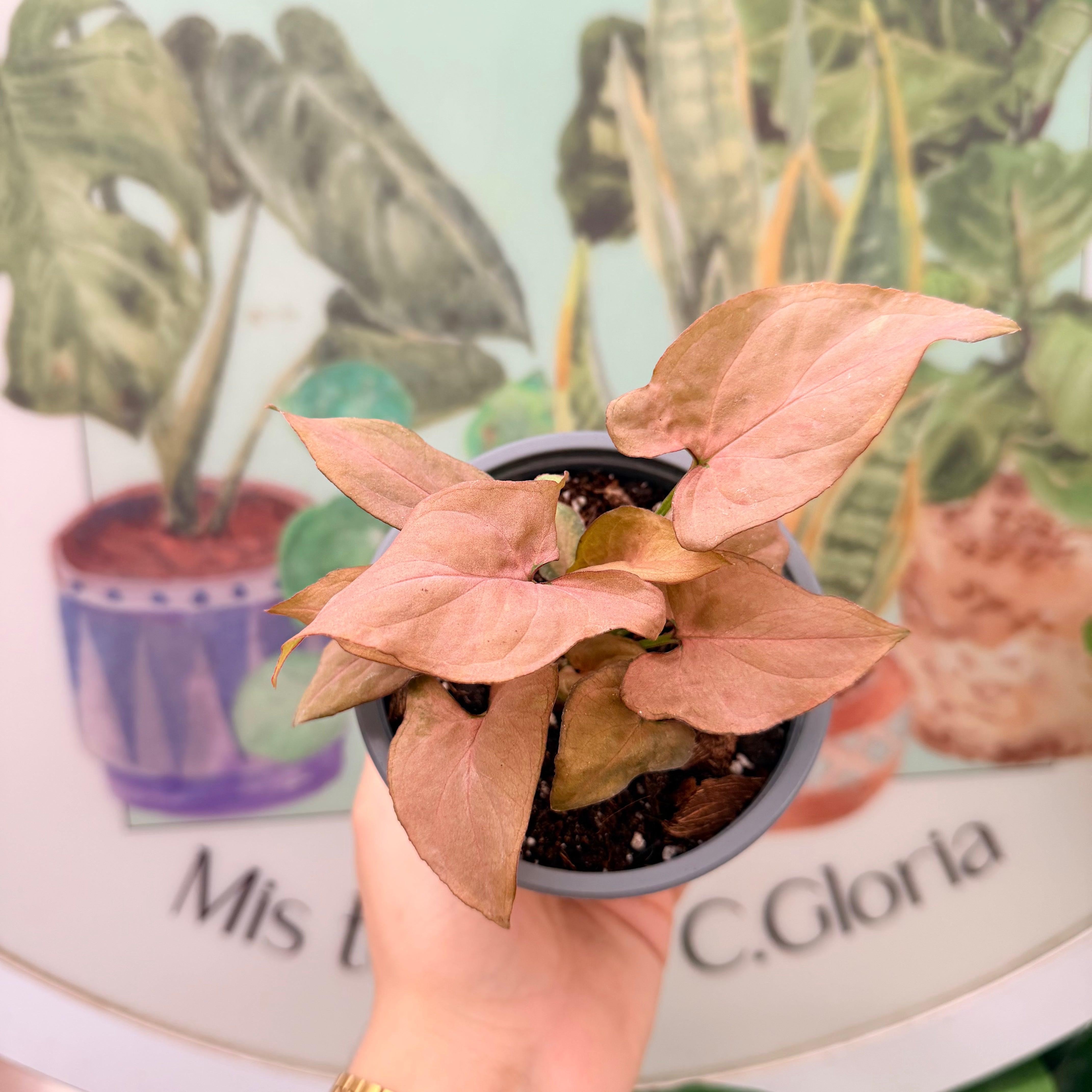 Vivero Mis Tesoros C Gloria