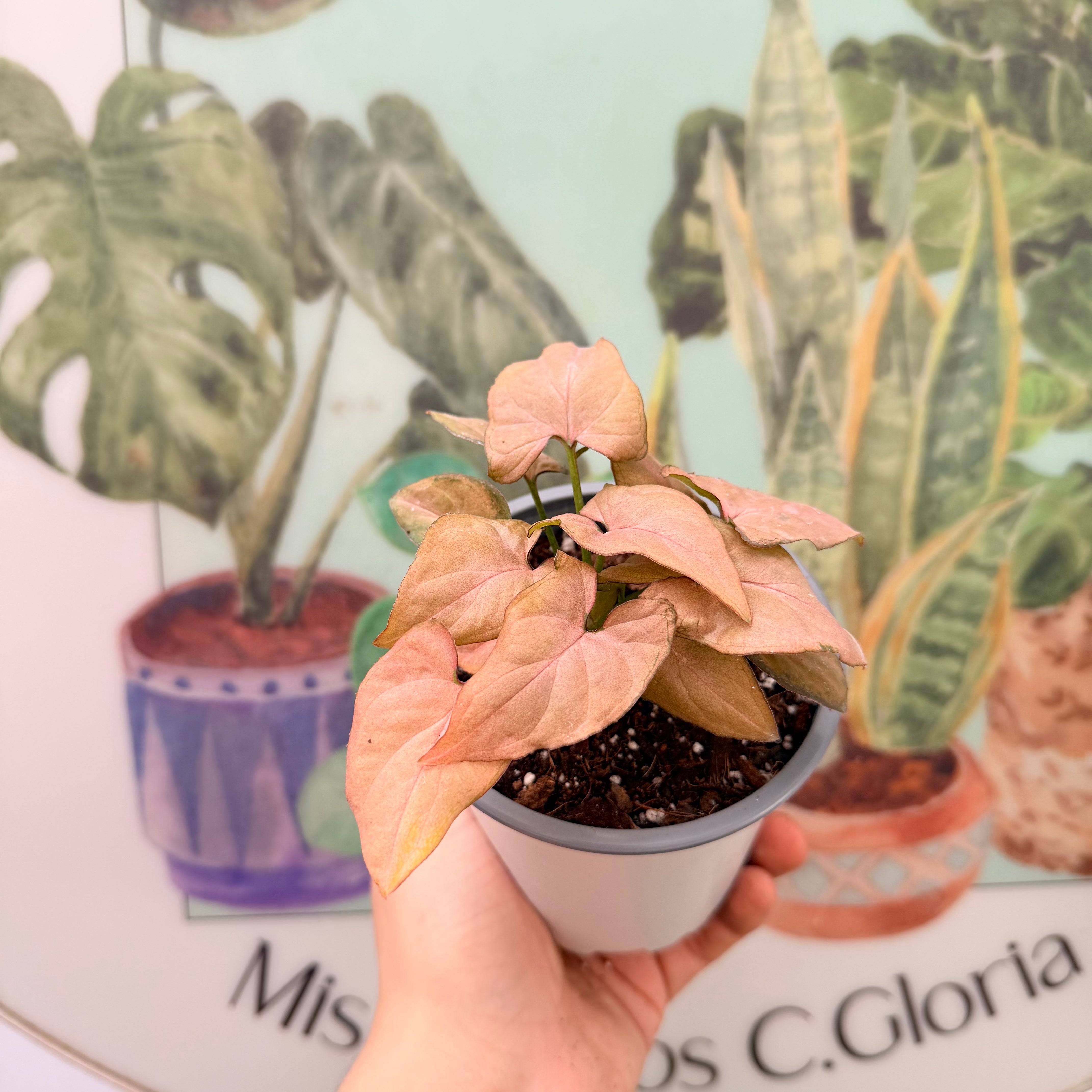 Vivero Mis Tesoros C Gloria