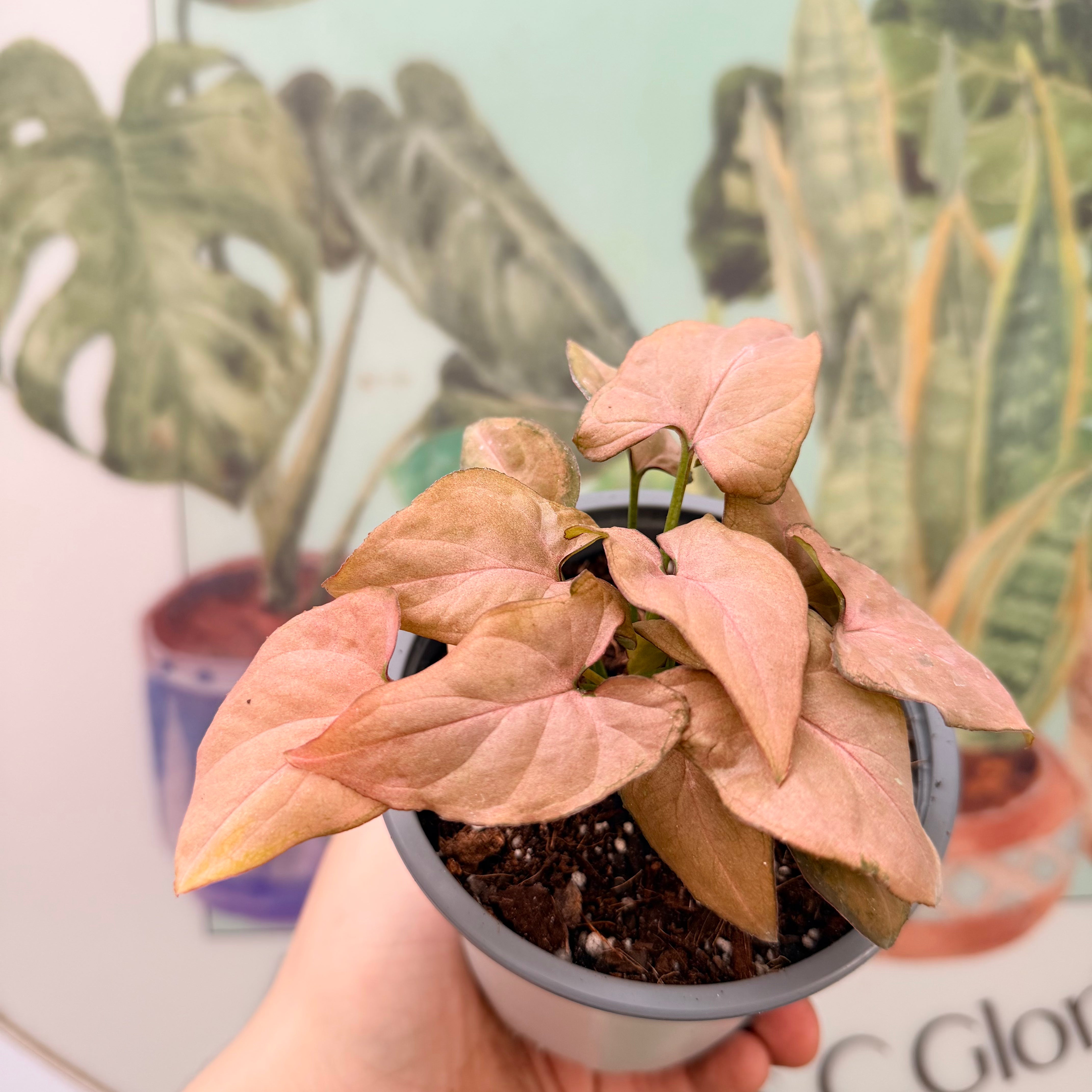 Vivero Mis Tesoros C Gloria