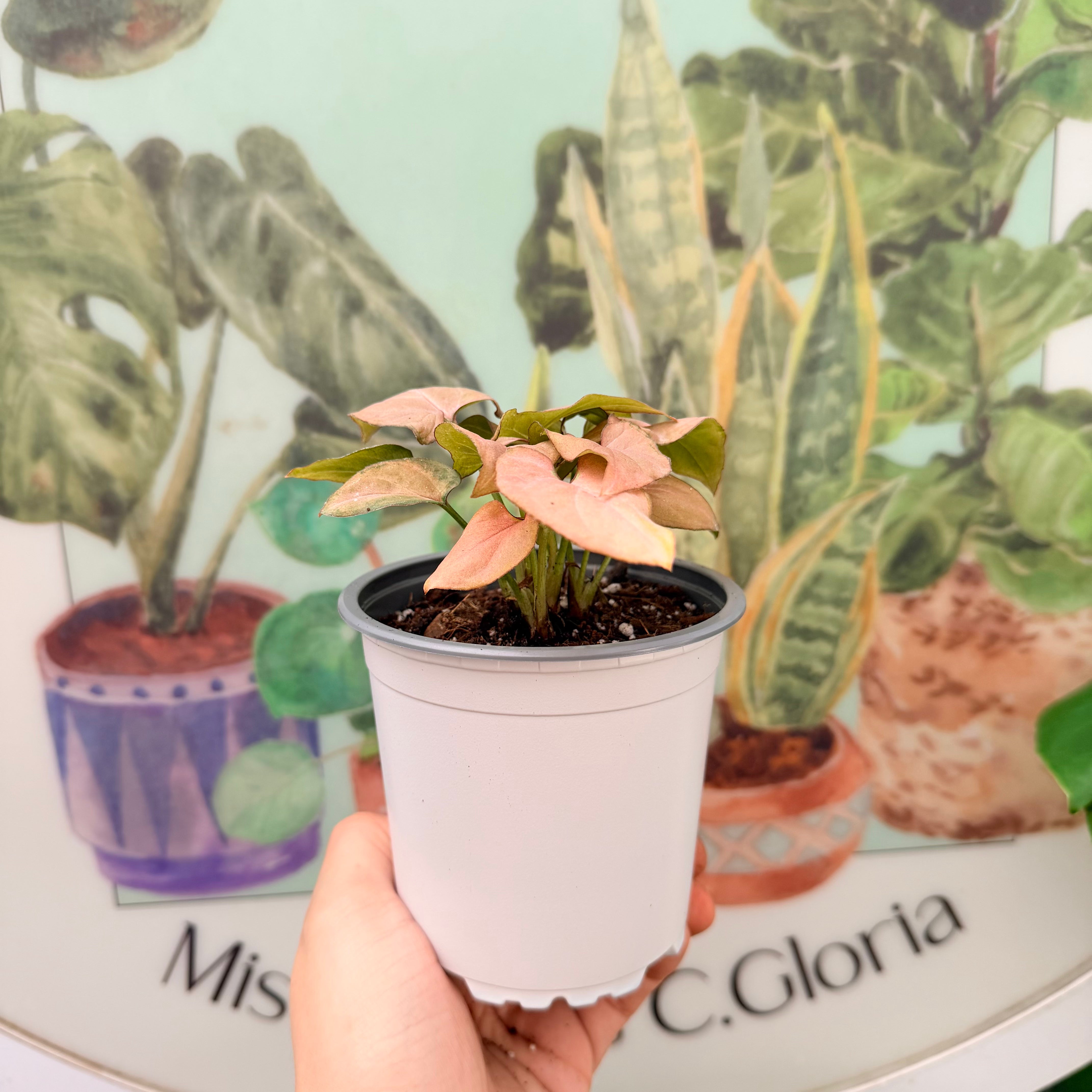 Vivero Mis Tesoros C Gloria