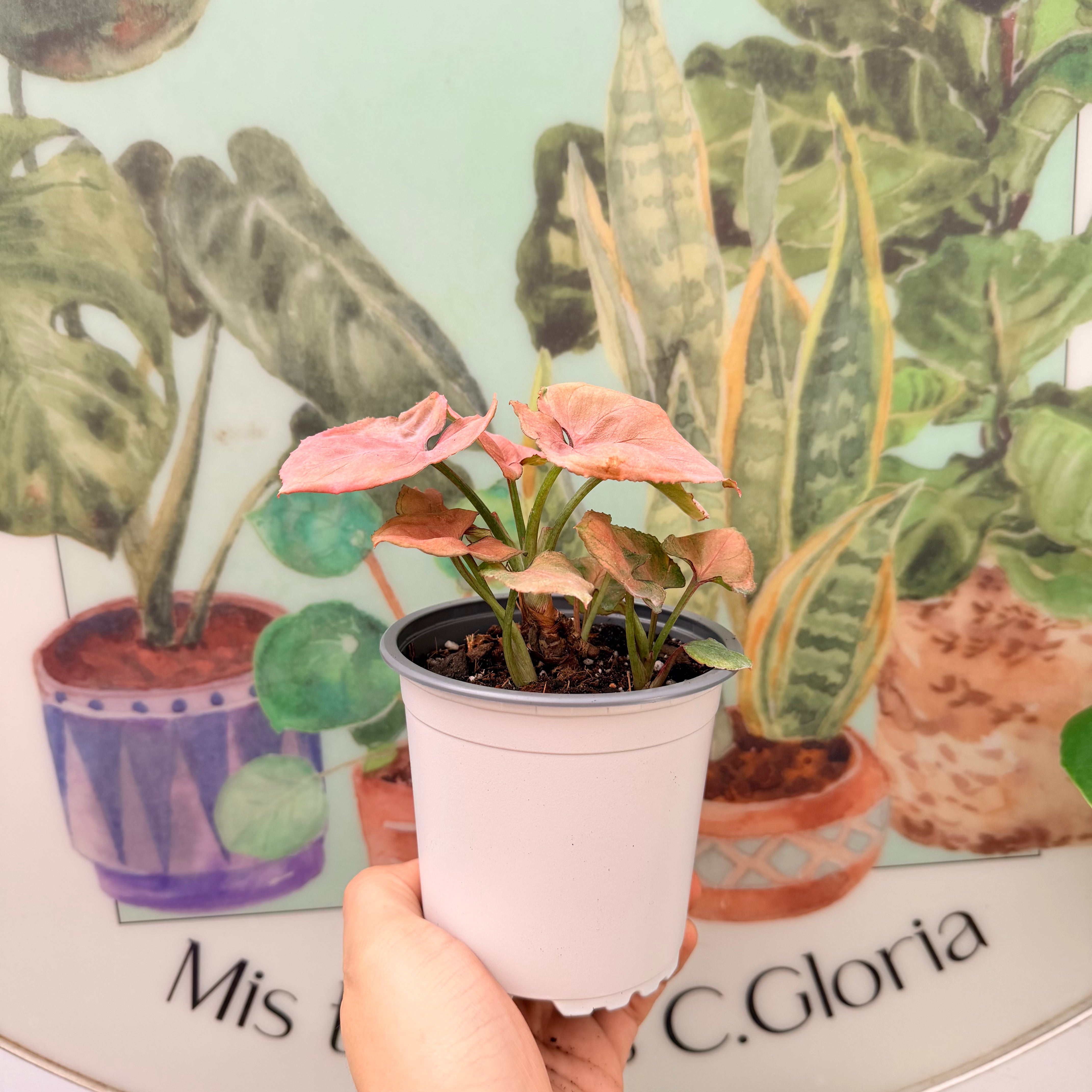 Singonio Pink Perfection