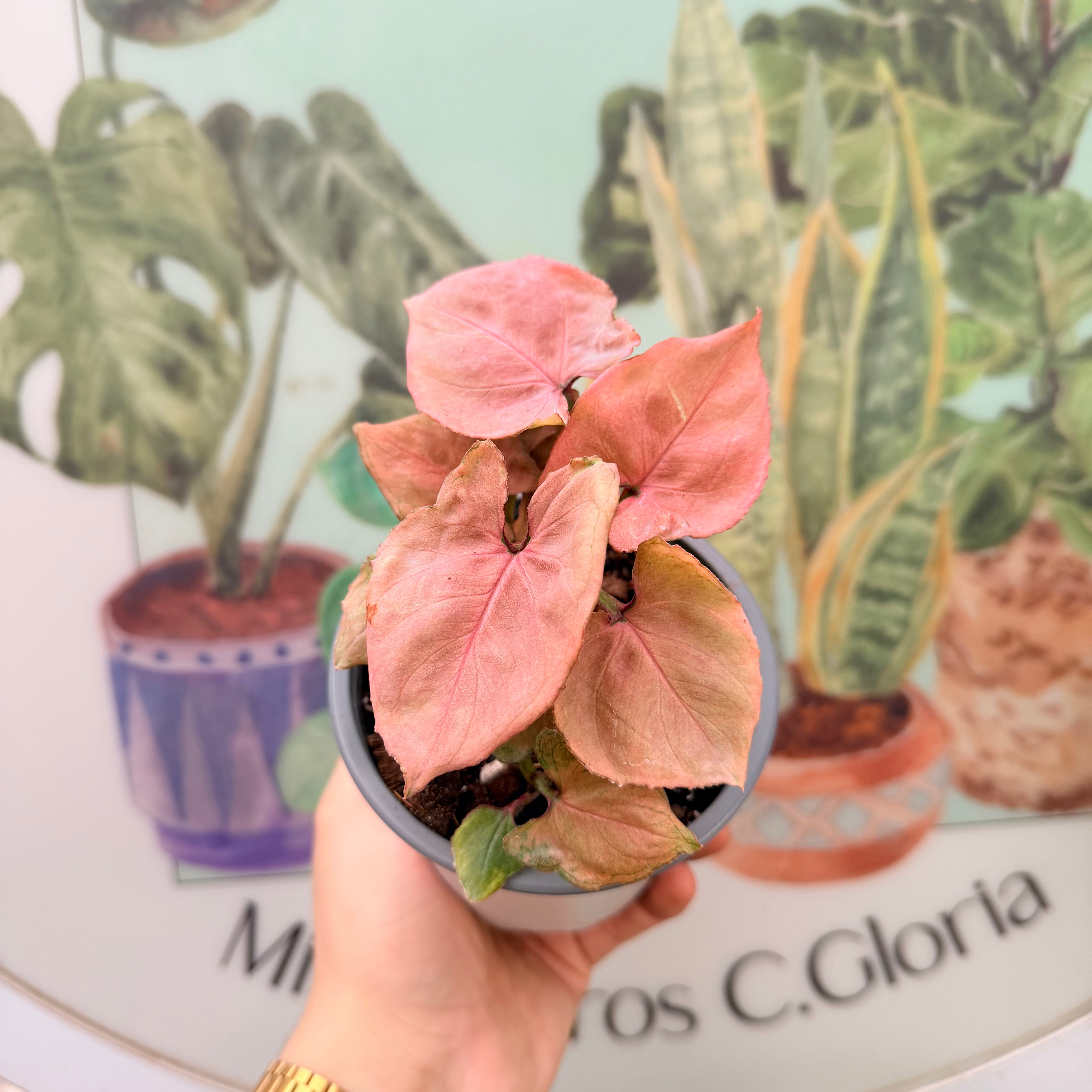 Vivero Mis Tesoros C Gloria