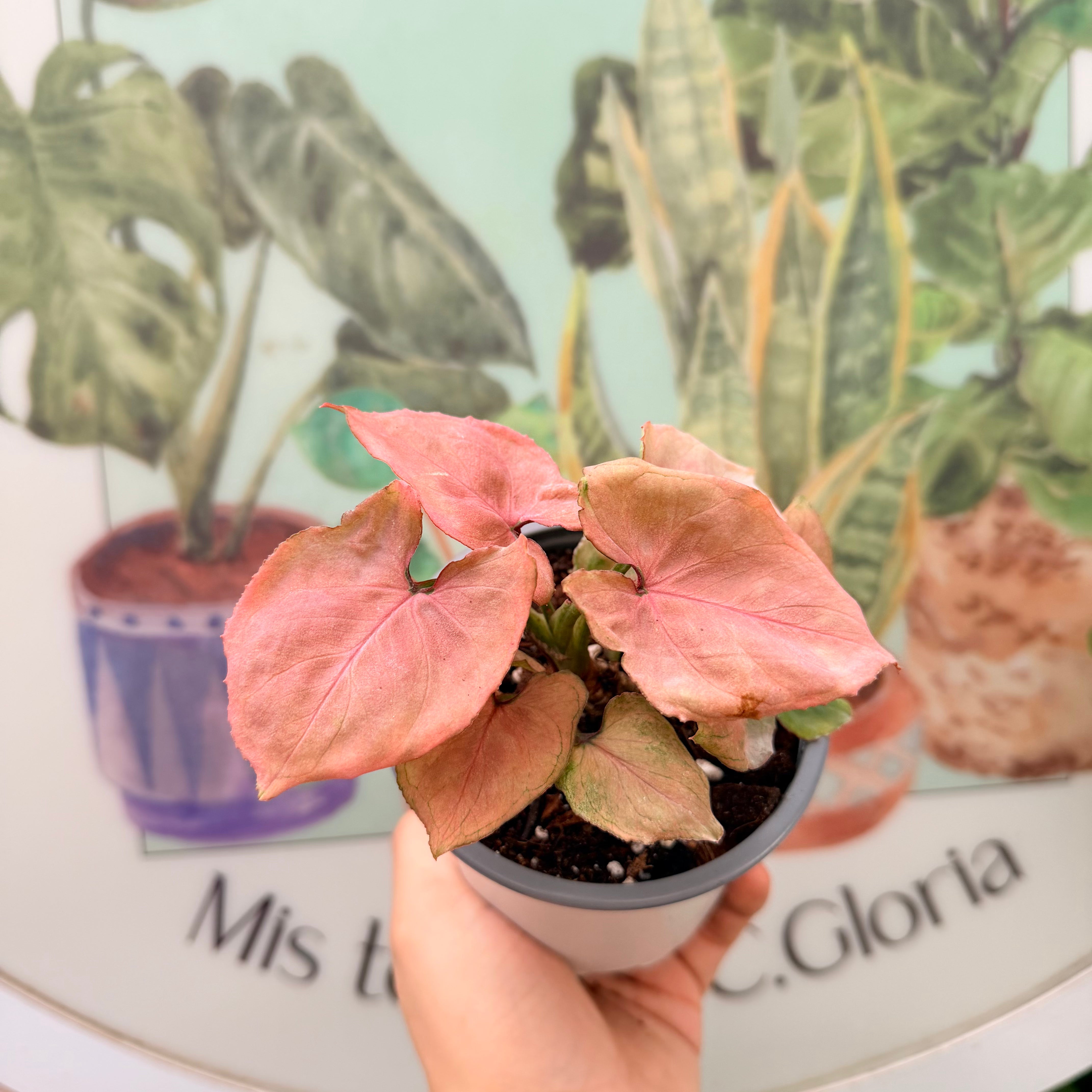 Vivero Mis Tesoros C Gloria