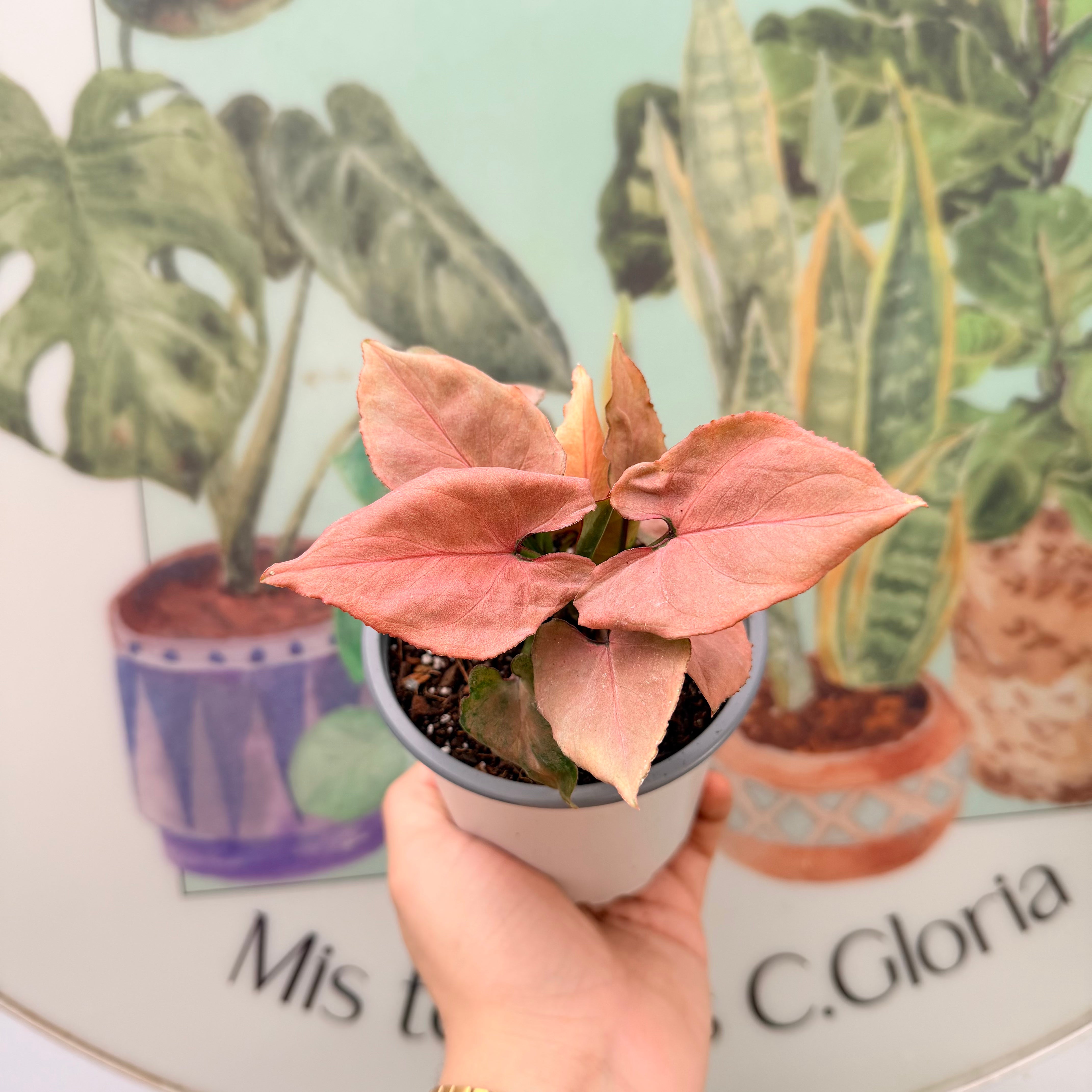 Vivero Mis Tesoros C Gloria