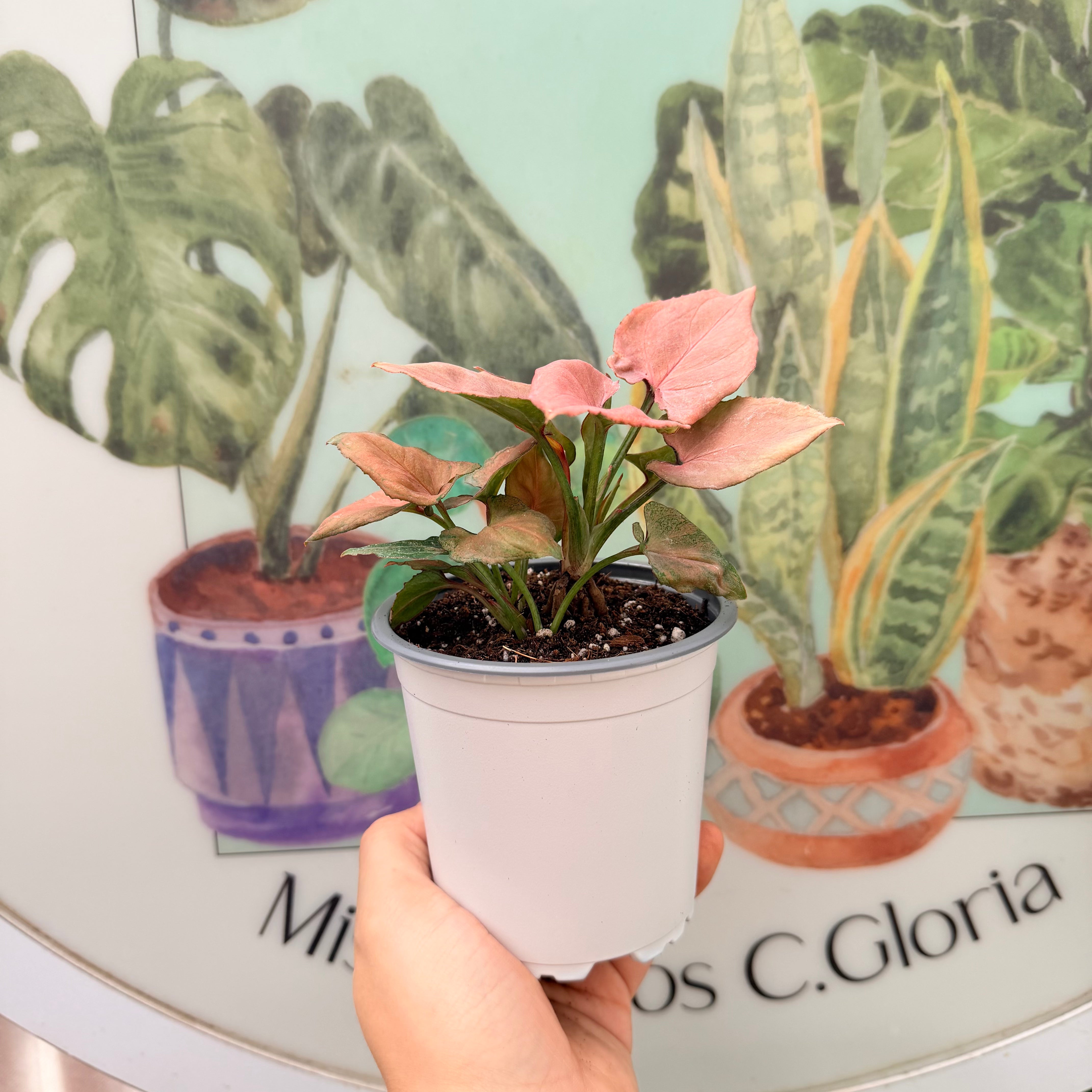 Vivero Mis Tesoros C Gloria