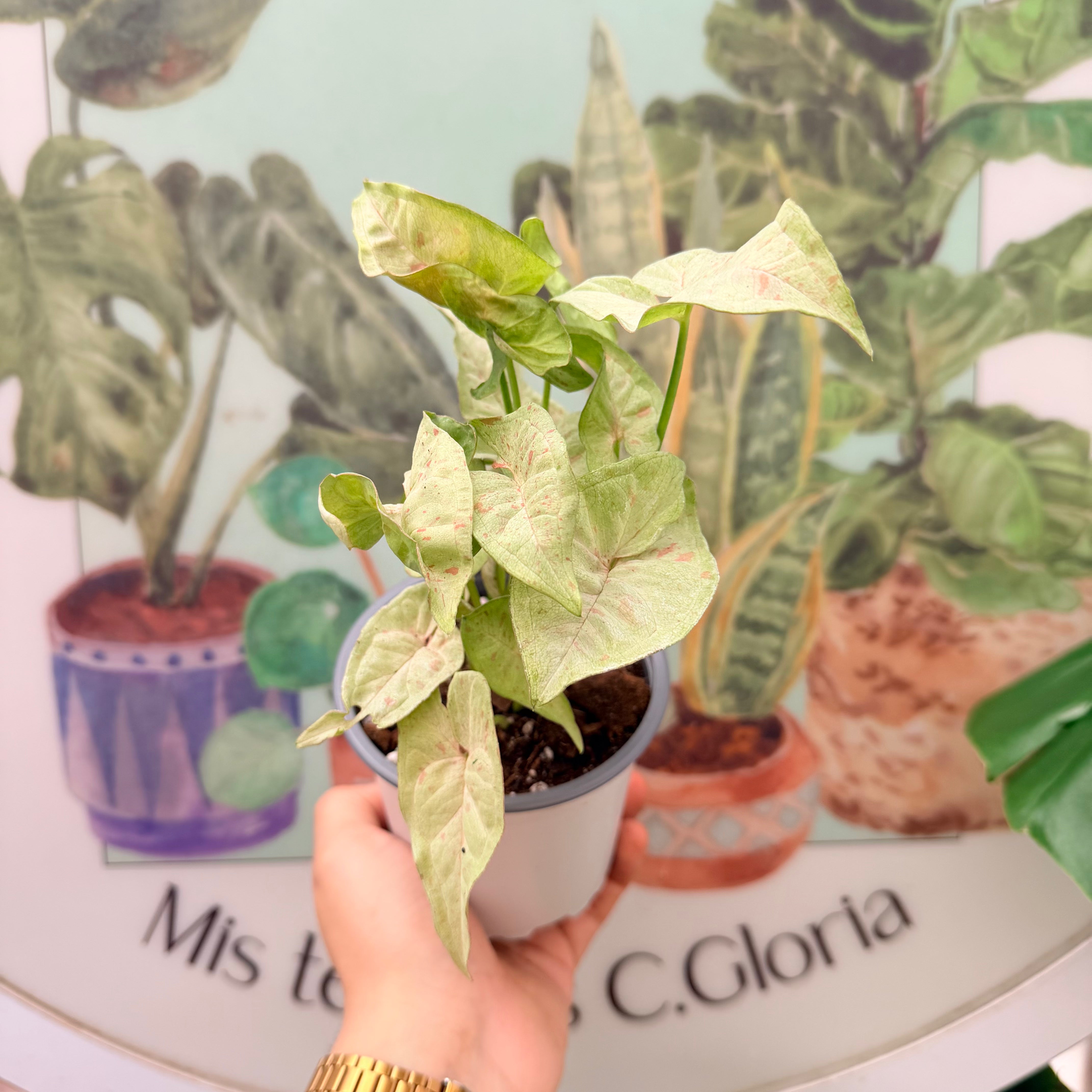 Vivero Mis Tesoros C Gloria