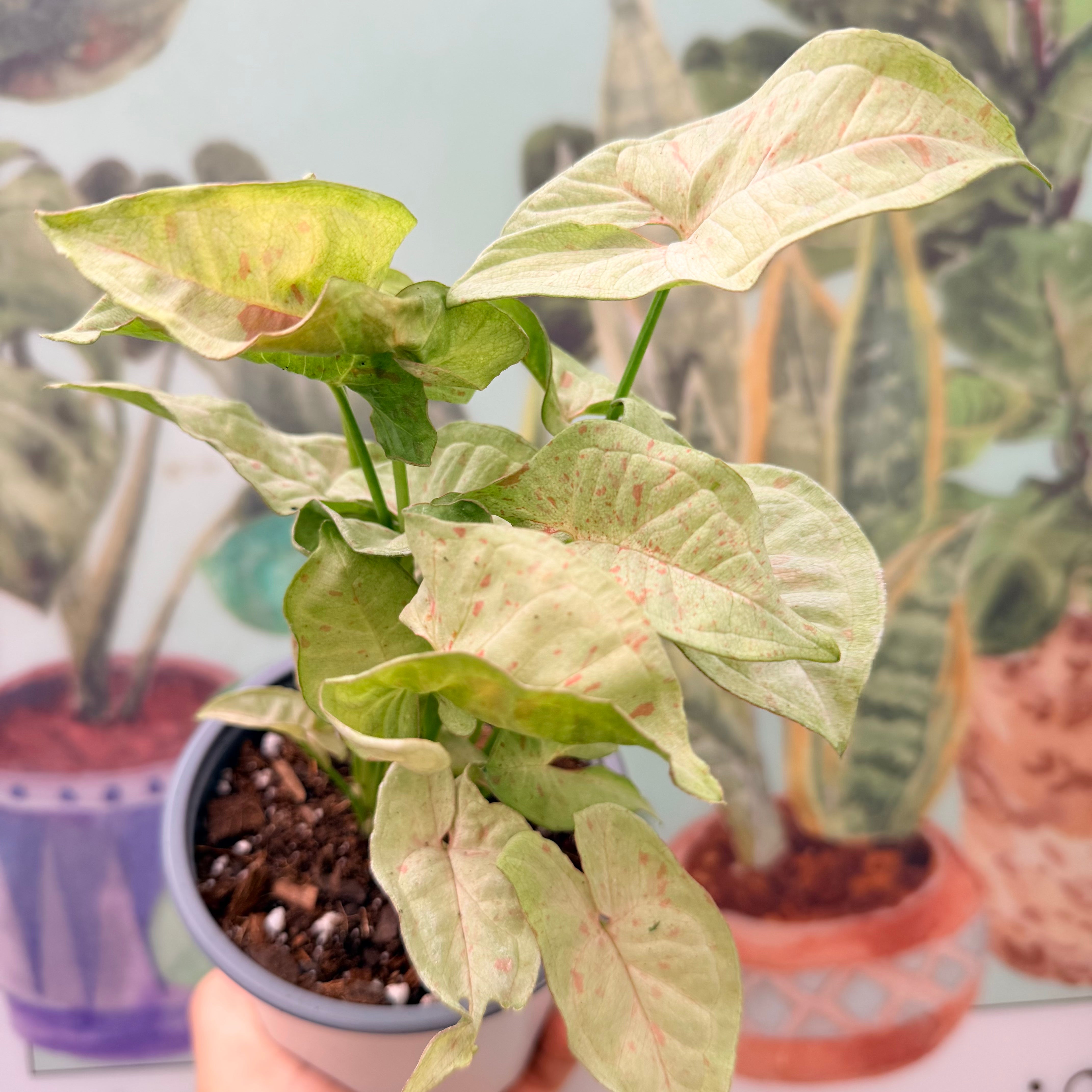 Vivero Mis Tesoros C Gloria