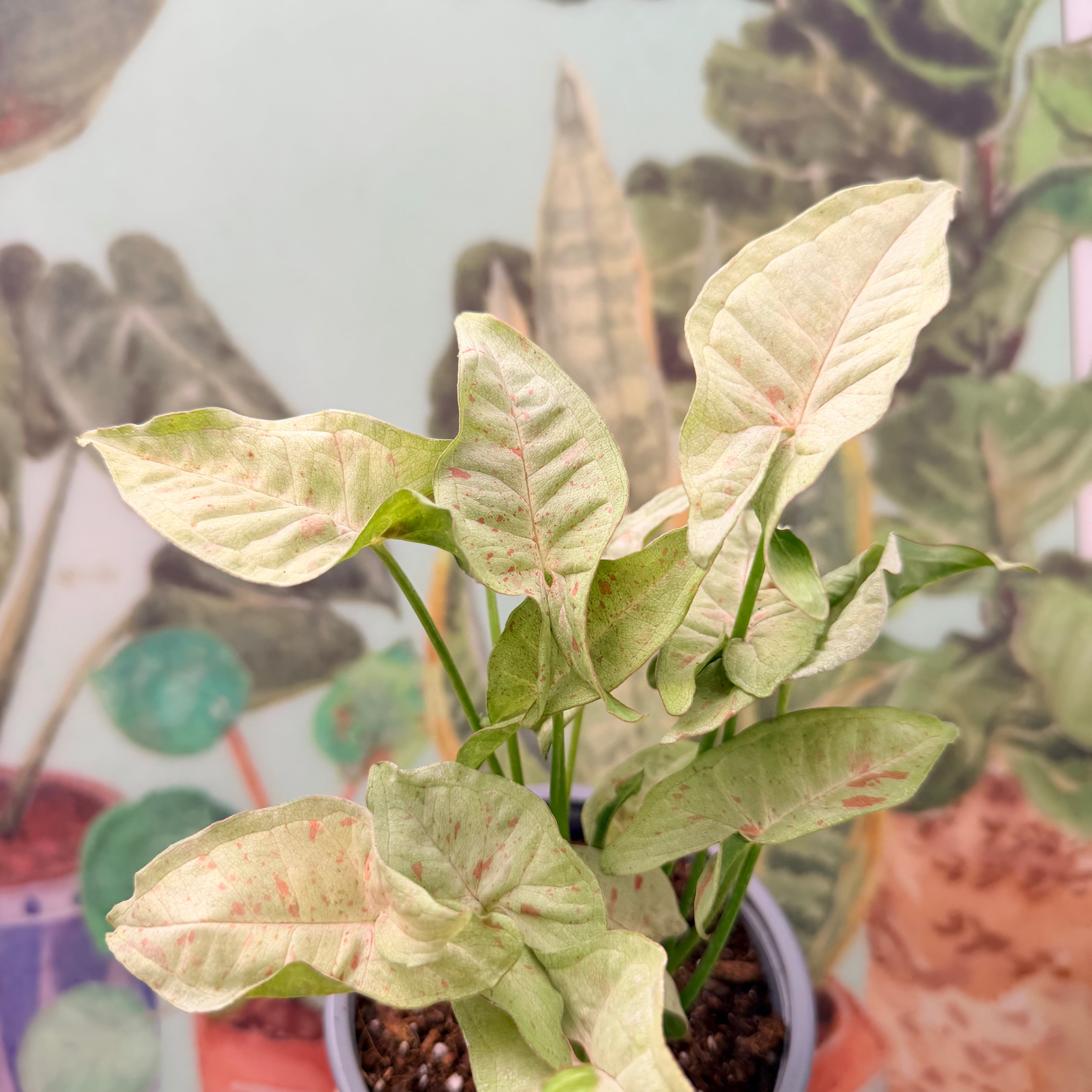 Vivero Mis Tesoros C Gloria