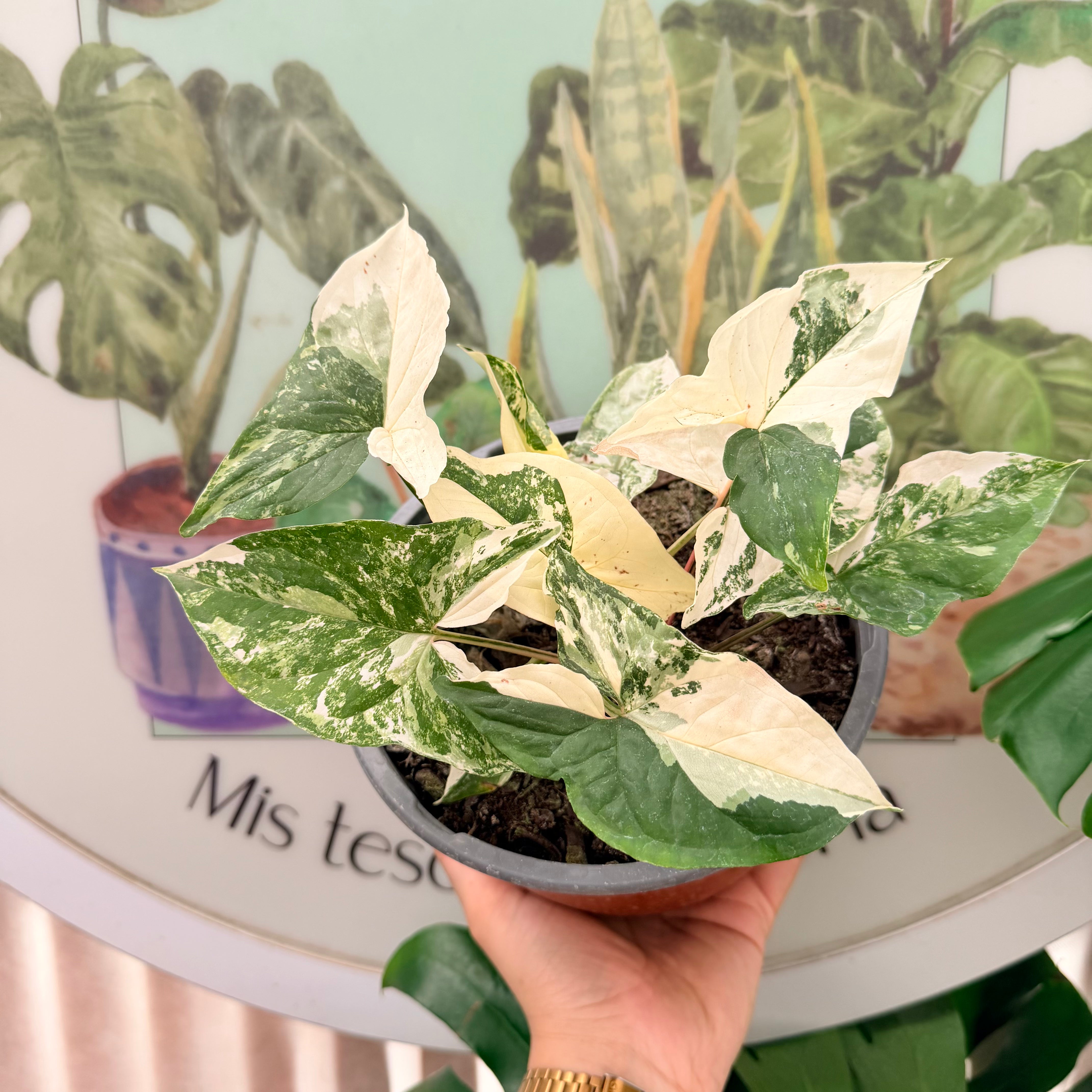 Vivero Mis Tesoros C Gloria