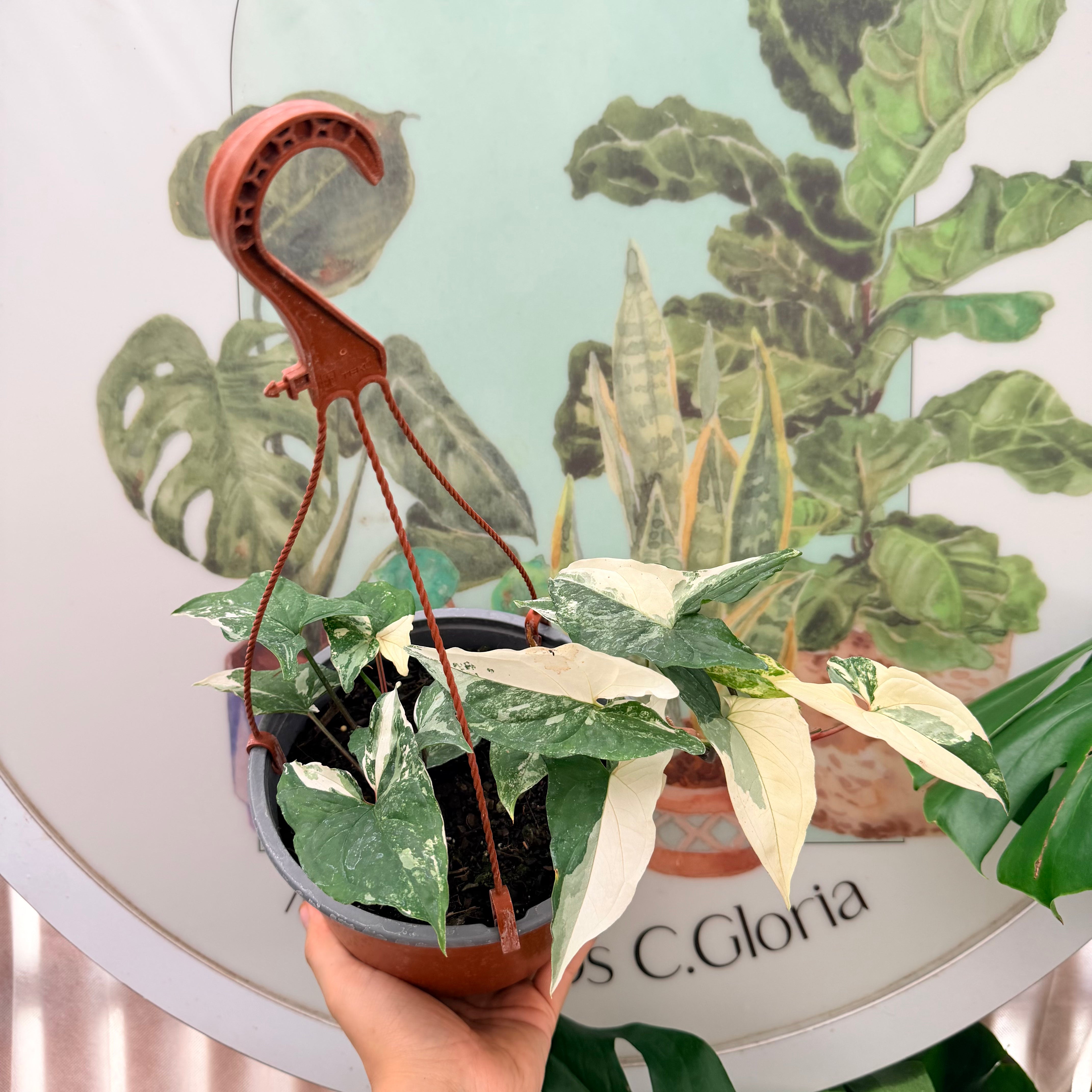 Vivero Mis Tesoros C Gloria