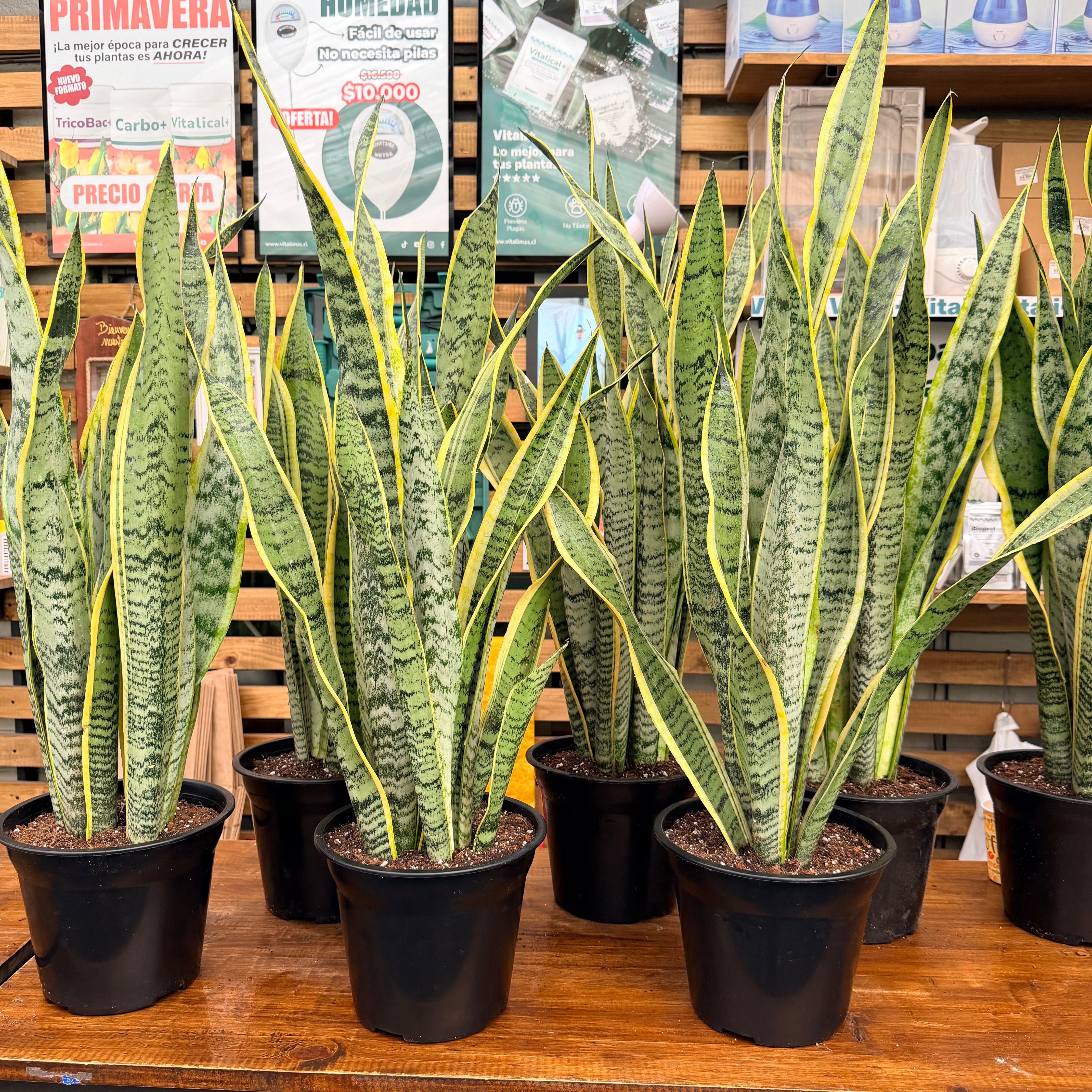 Sansevieria Laurentii XLL (70-90 cm)