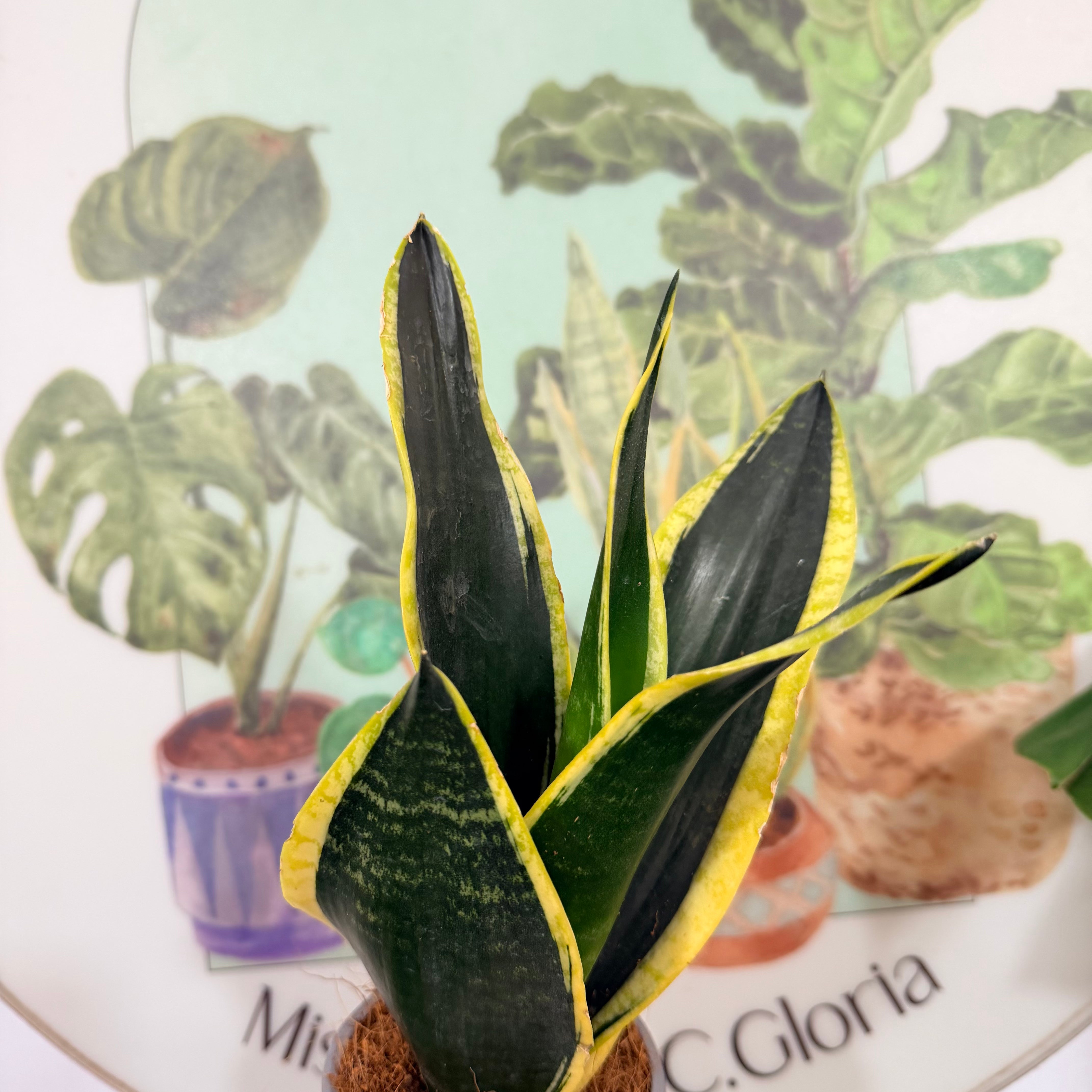 Sansevieria Black Gold