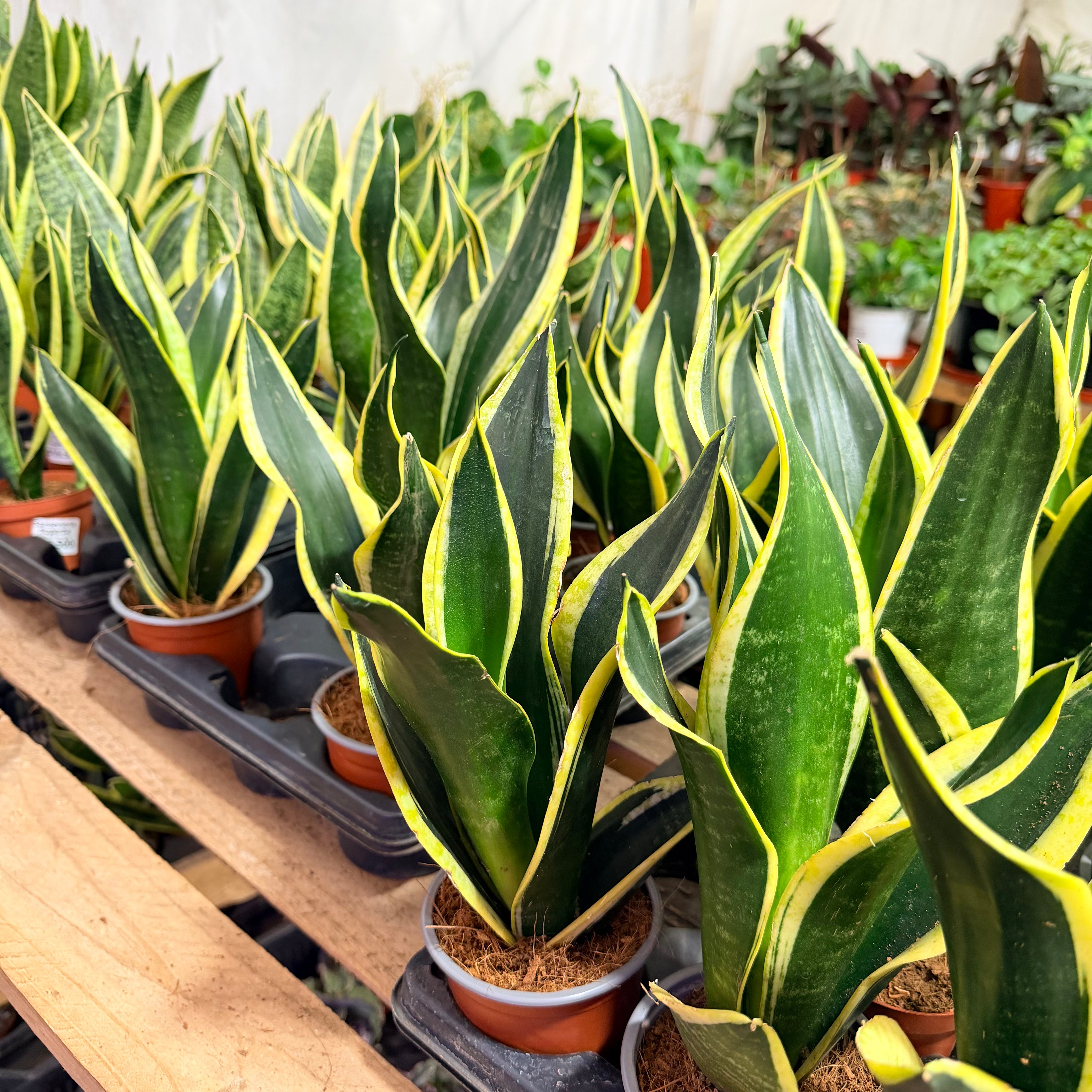 Vivero Mis Tesoros C Gloria