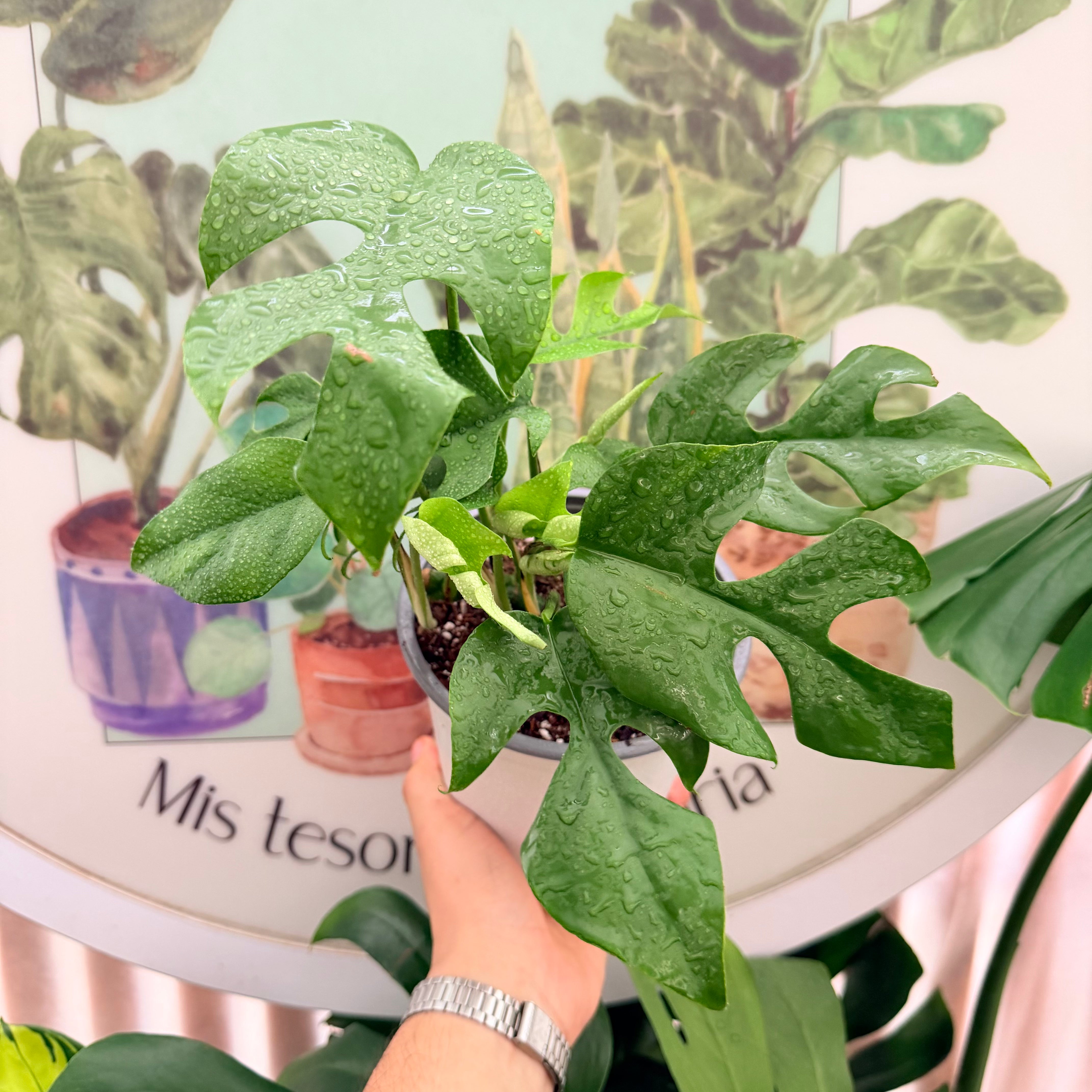 Rhaphidophora Tetrasperma "m"