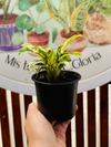 Calathea Thai Beauty