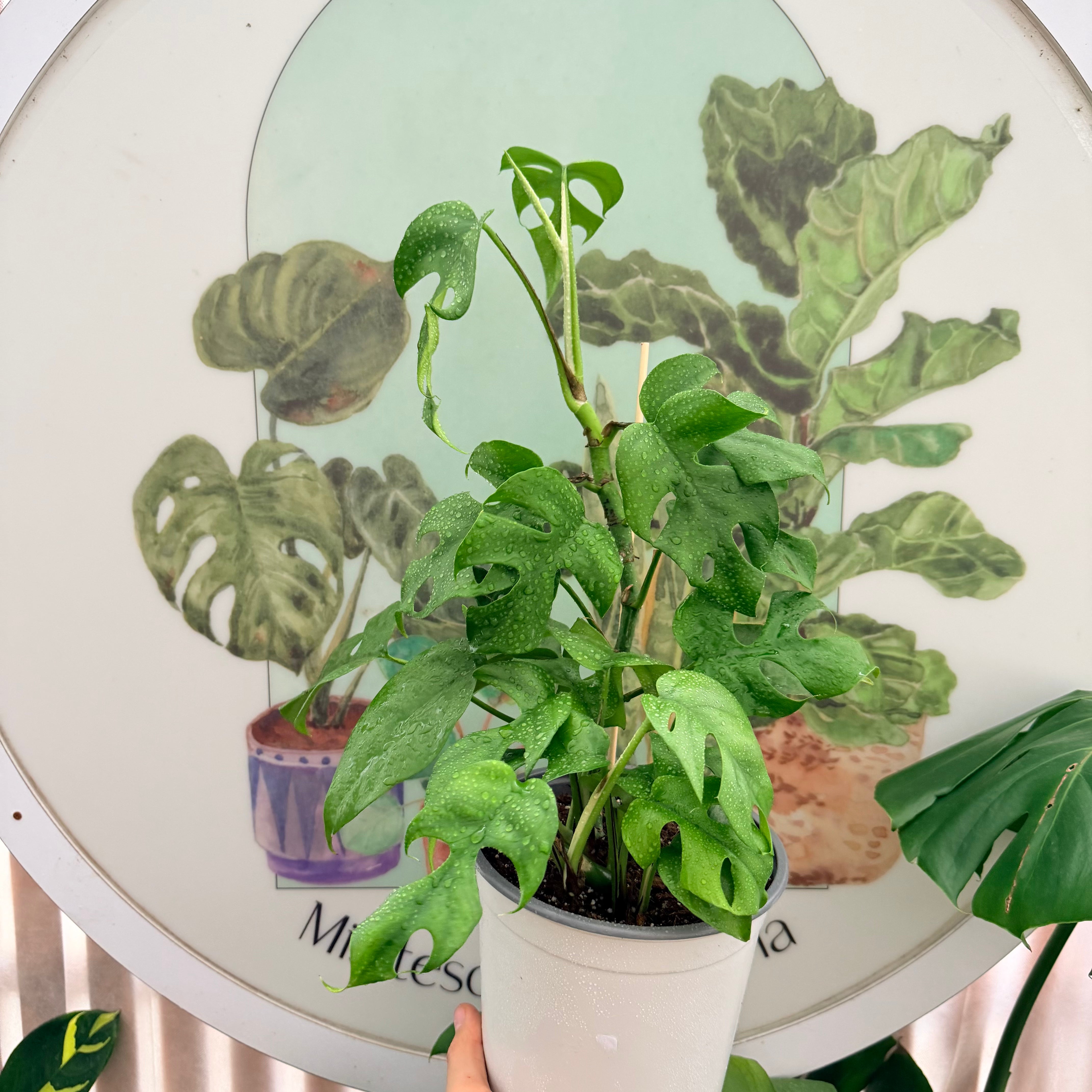 Rhaphidophora Tetrasperma "L"