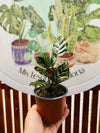 Calathea Makoyama