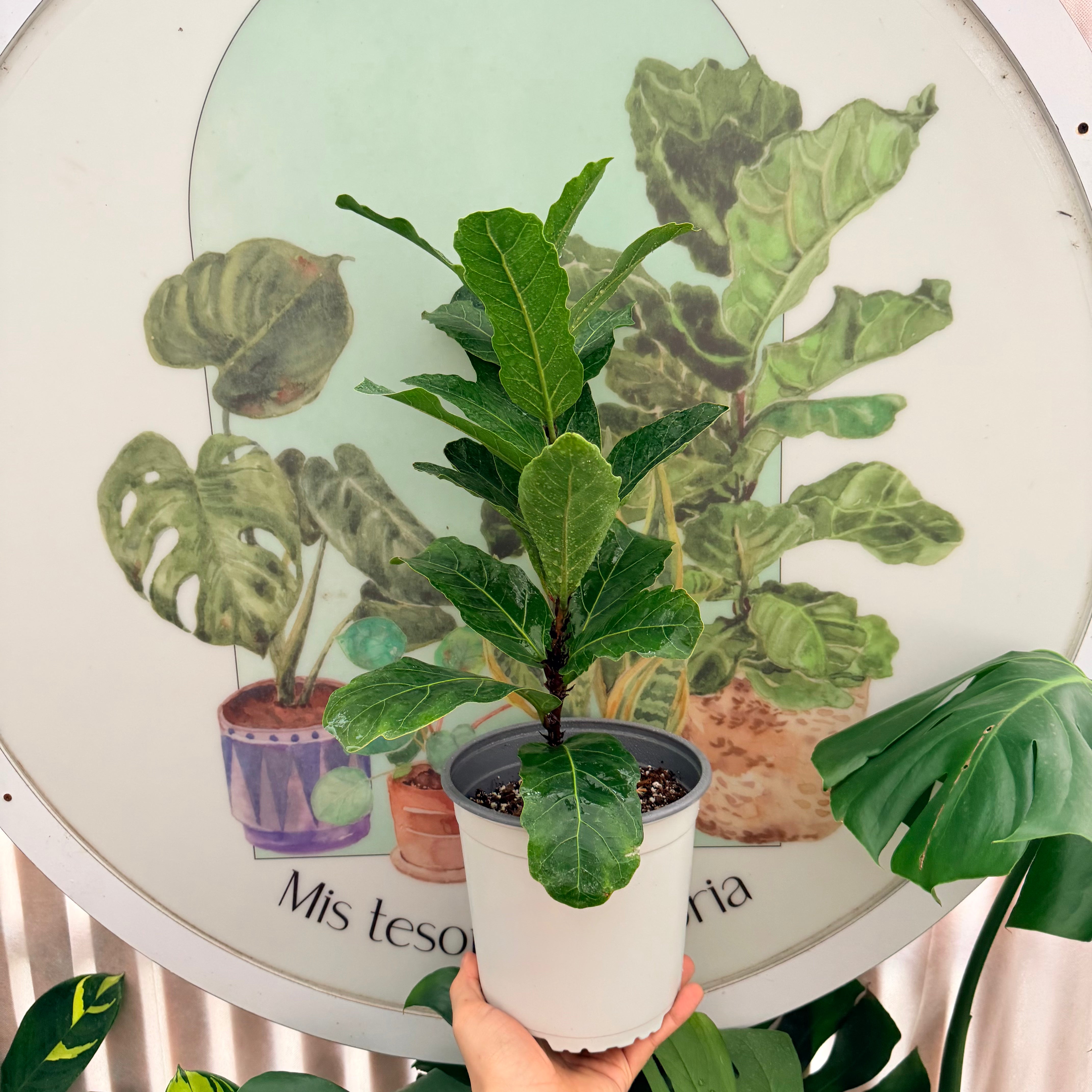 Vivero Mis Tesoros C Gloria