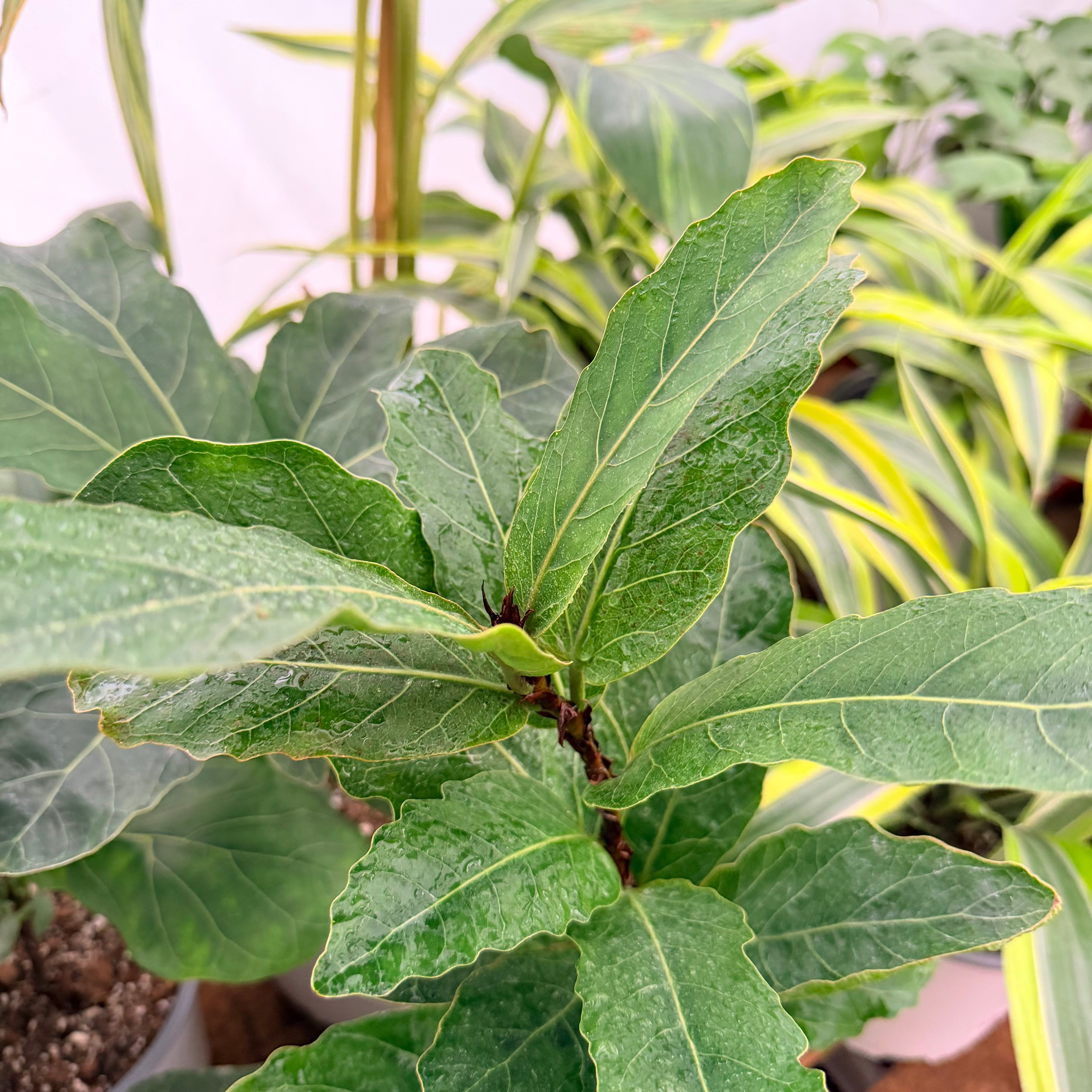 Vivero Mis Tesoros C Gloria