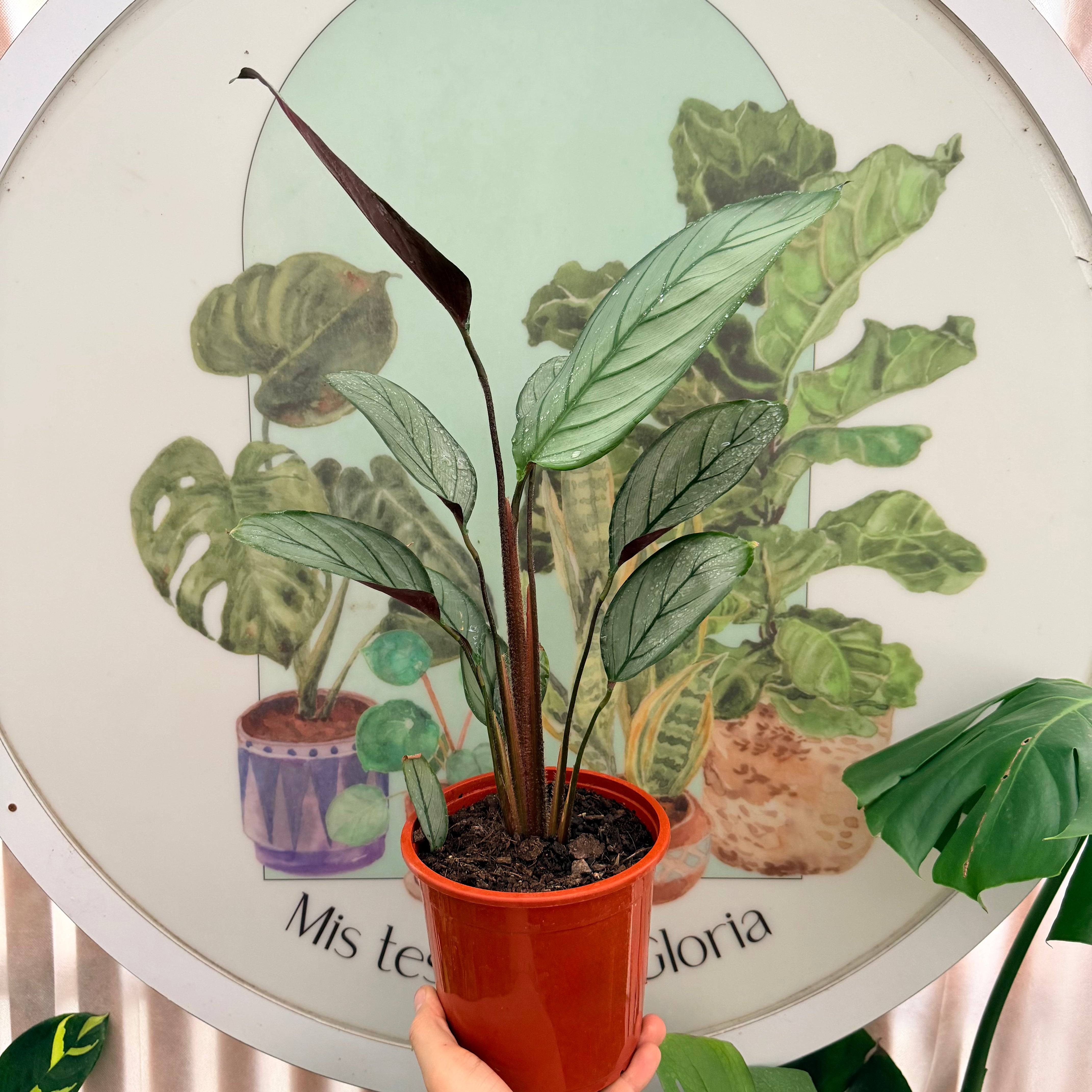 Calathea Grey Star