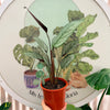 Calathea Grey Star