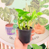 Pothus Golden