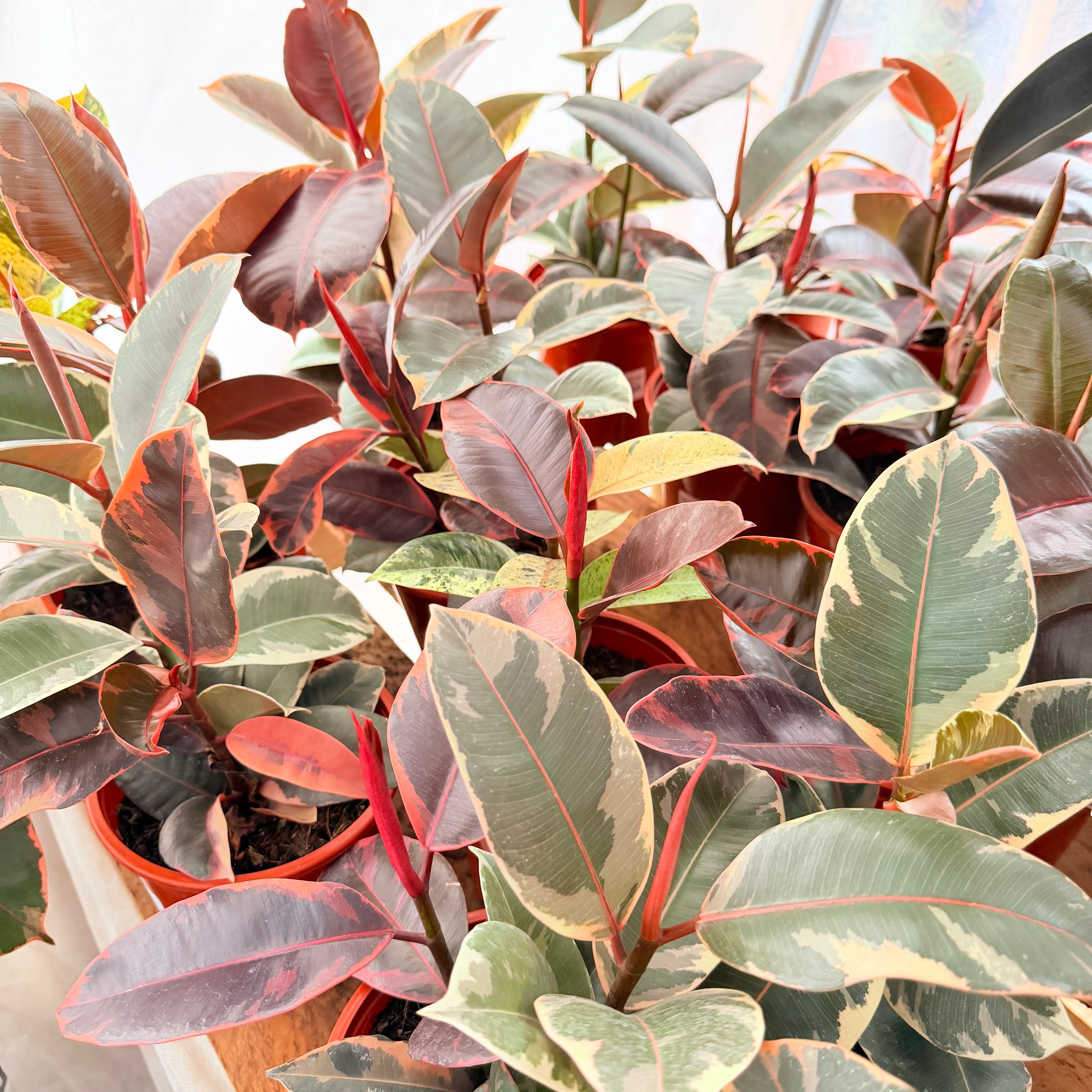 Vivero Mis Tesoros C Gloria