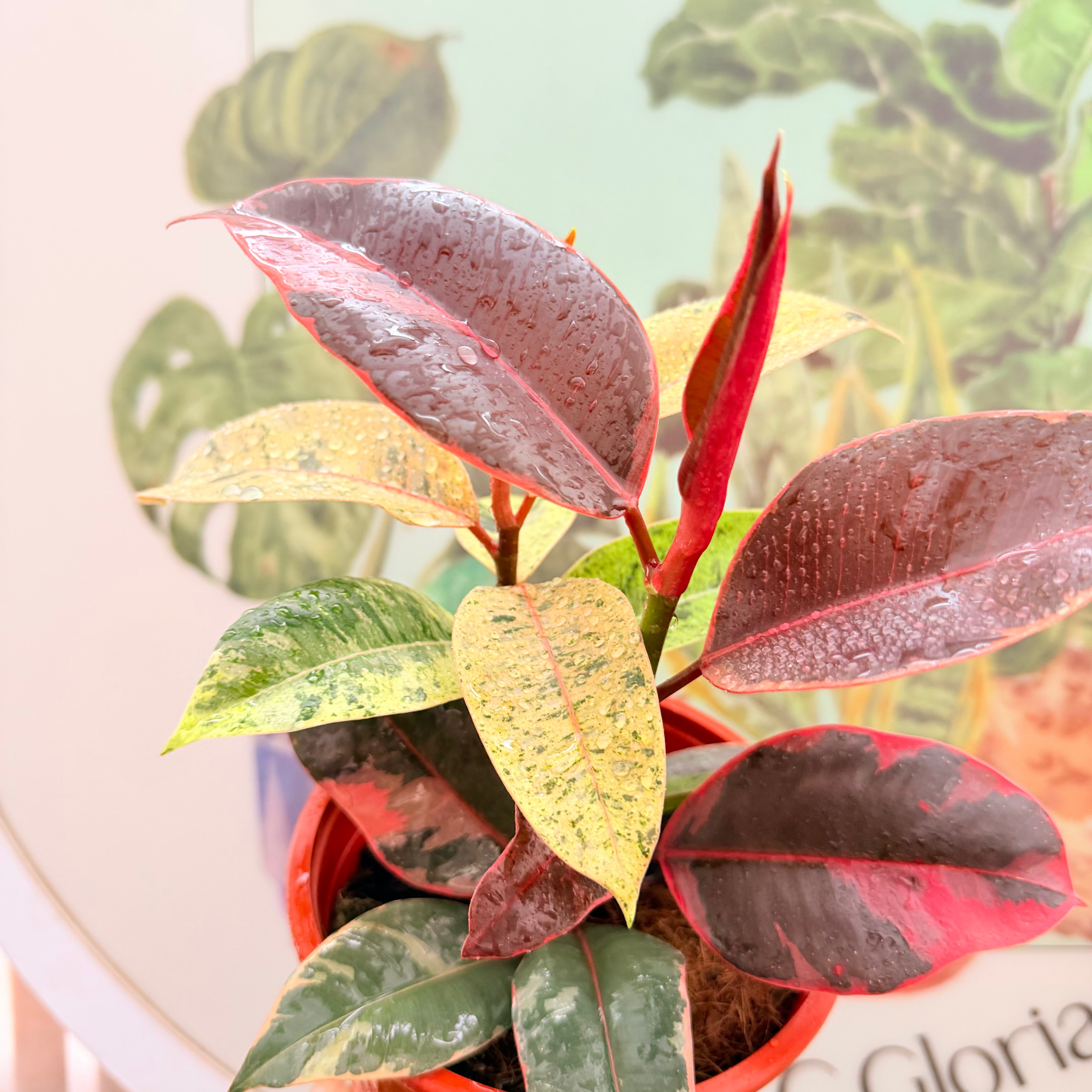 Vivero Mis Tesoros C Gloria