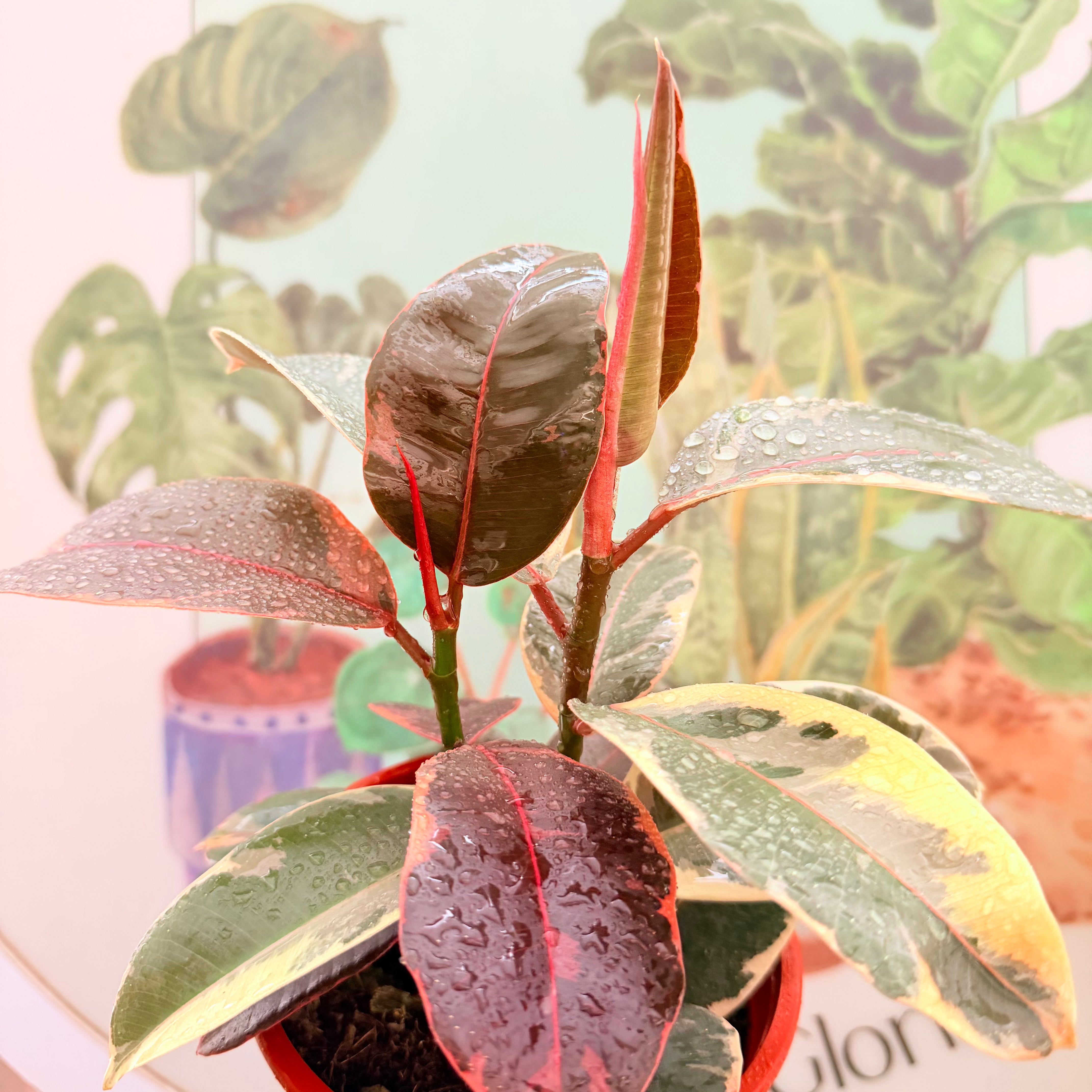 Vivero Mis Tesoros C Gloria