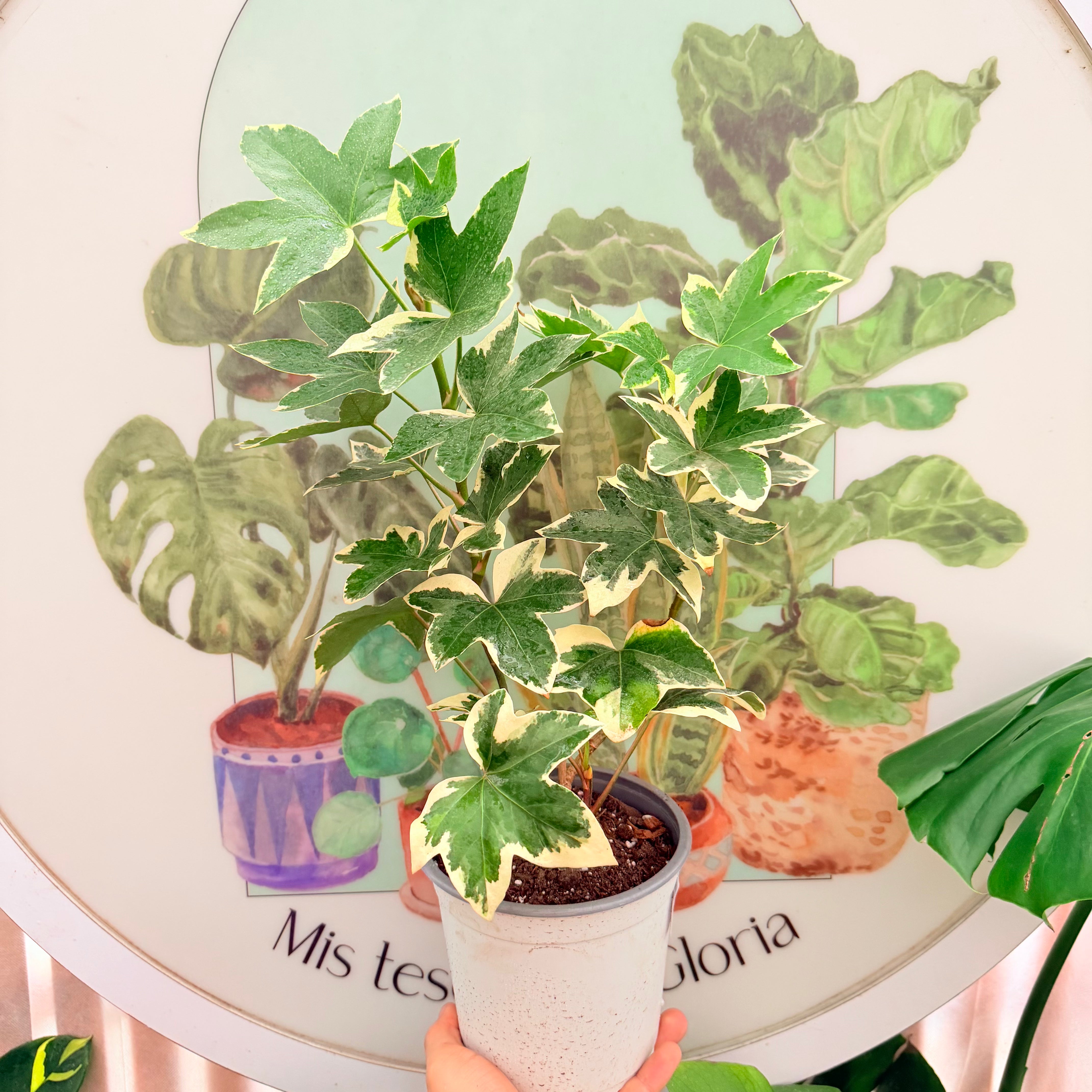 Aralia Japónica Variegada