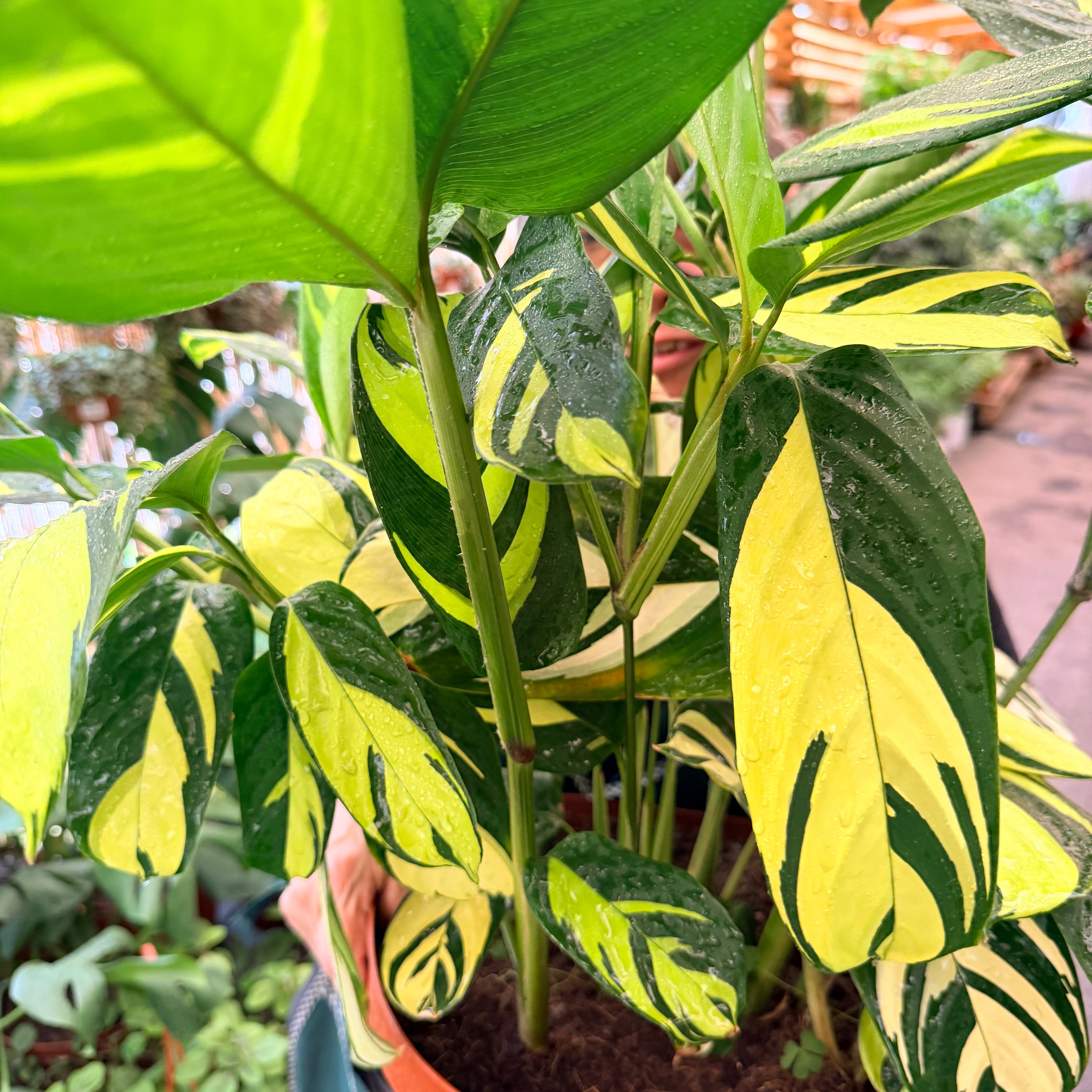 Ctnanthe Golden - Lubersiana XL